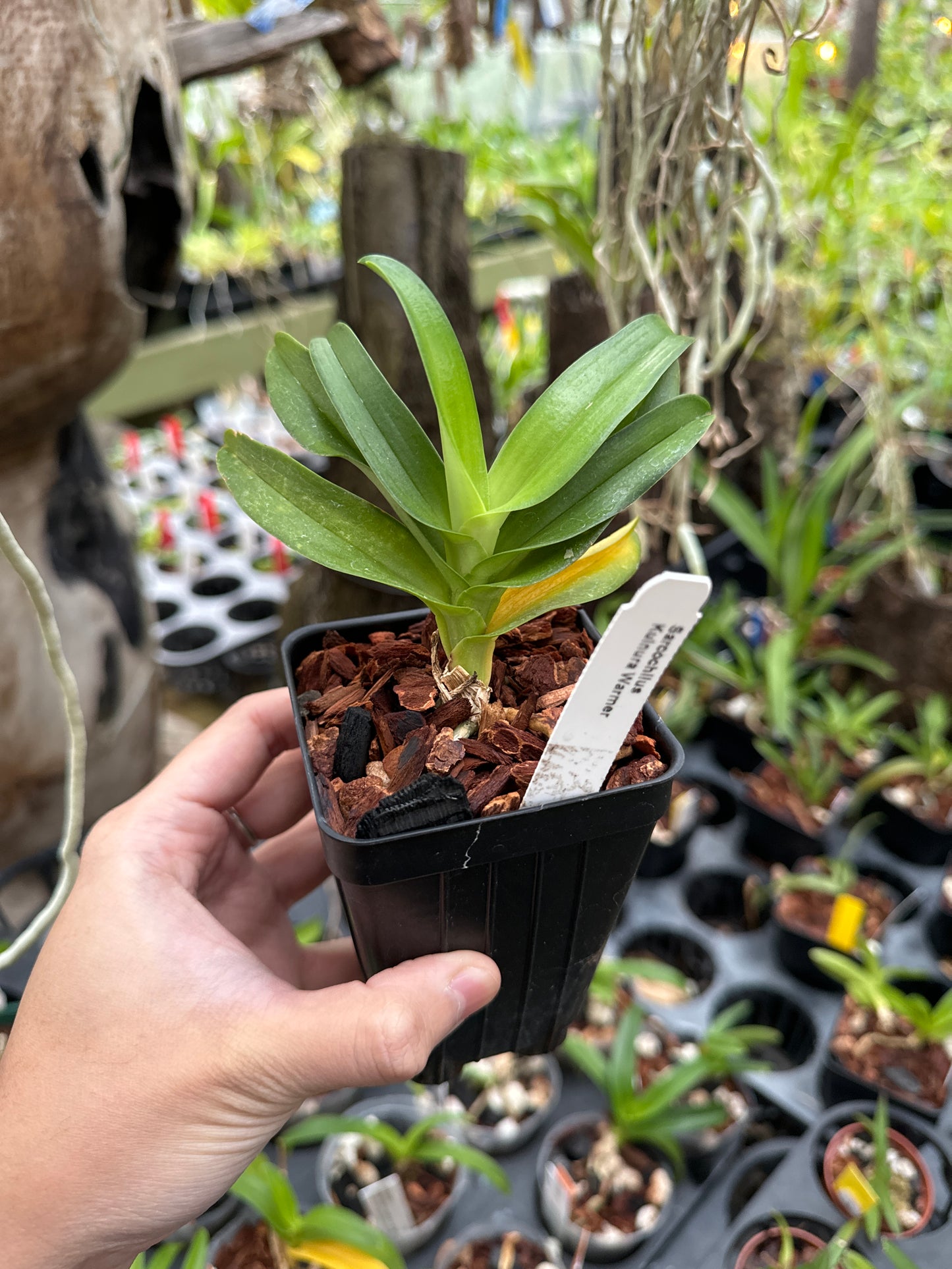 Sarcochilus Kulnura Warmer