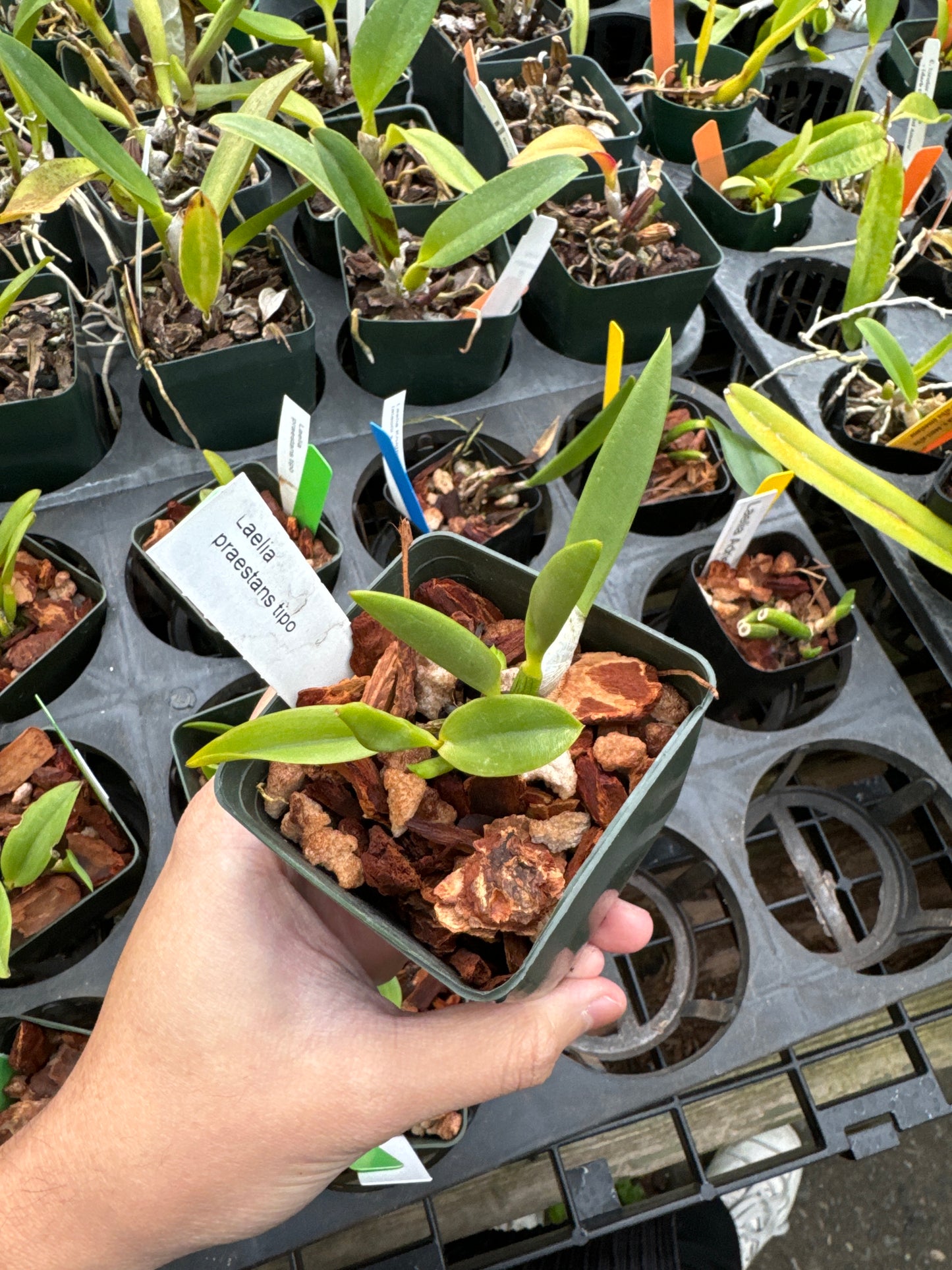 Laelia praestans tipo