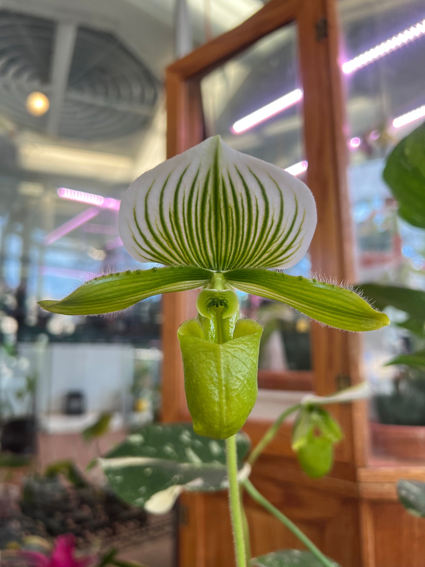 Paphiopedilum Assorted (grower’s choice)