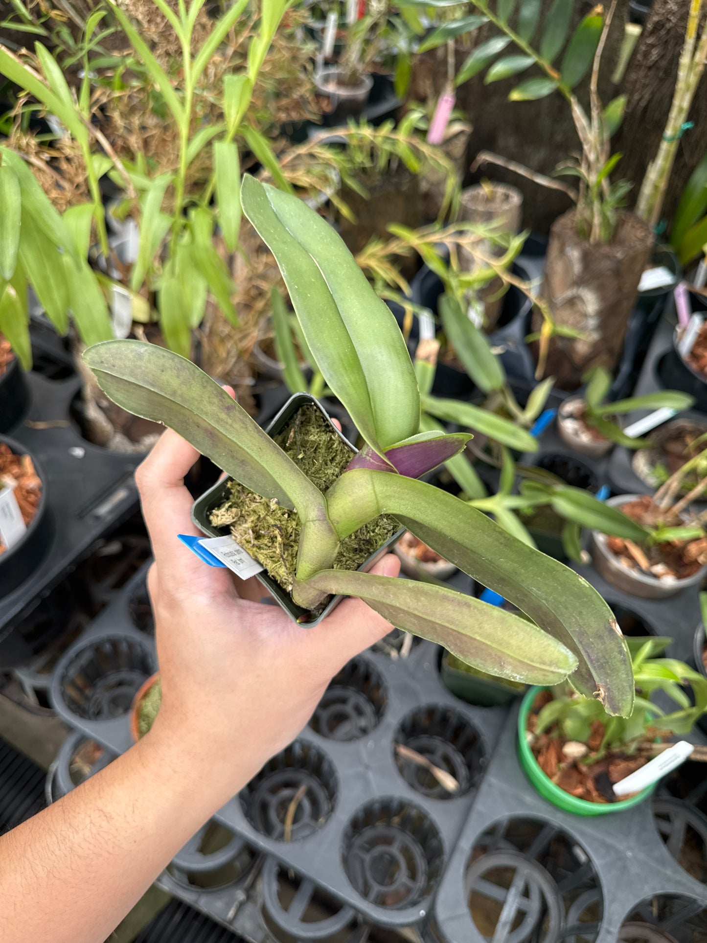 Robiquetia cerina (Red Form)
