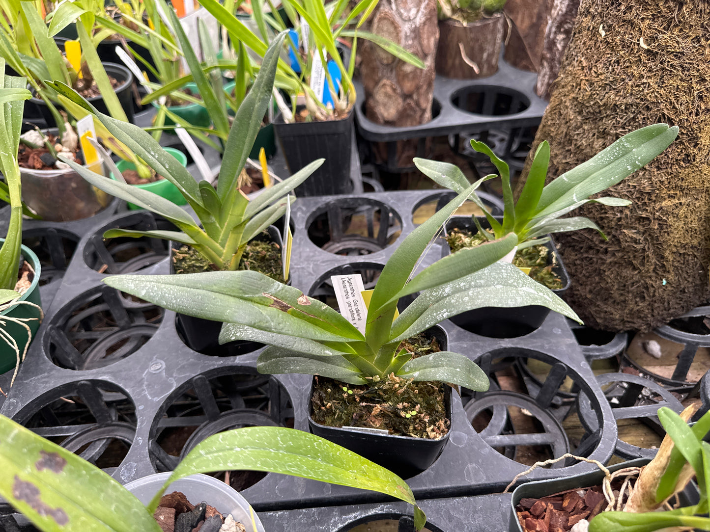 Agranthes Grandalena (Aeranthes grandiflora x Angraecum magdalenae)