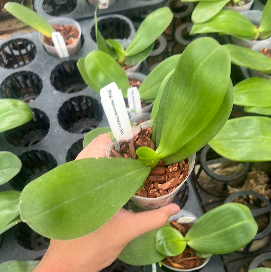 Phalaenopsis Hannover Passion