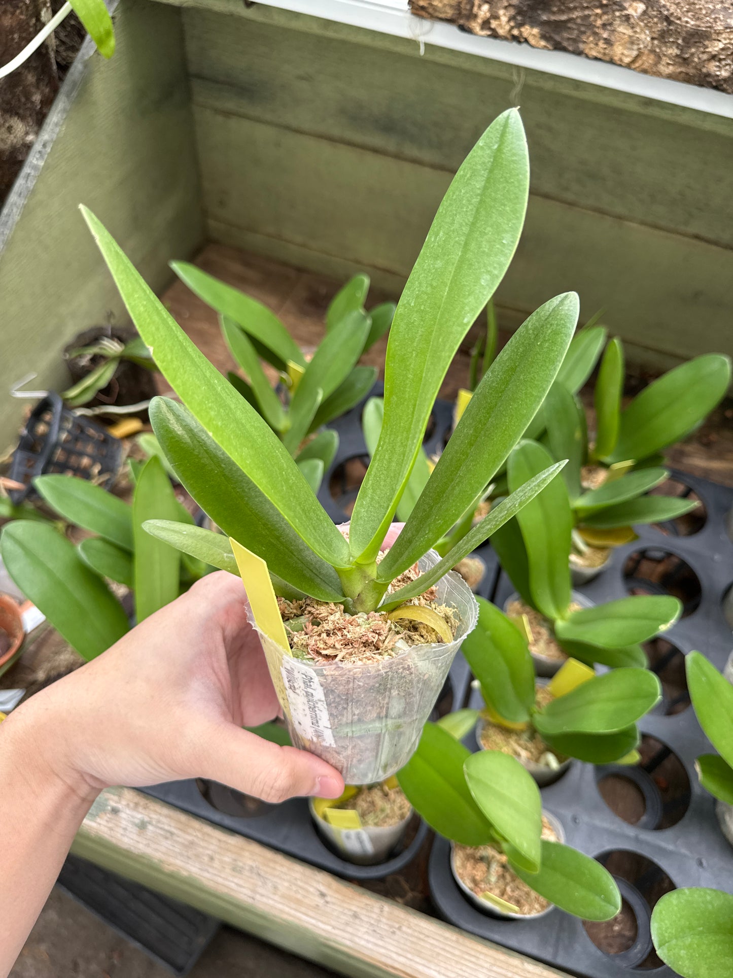 Phalaenopsis pulcherrima 4N (Wilson)