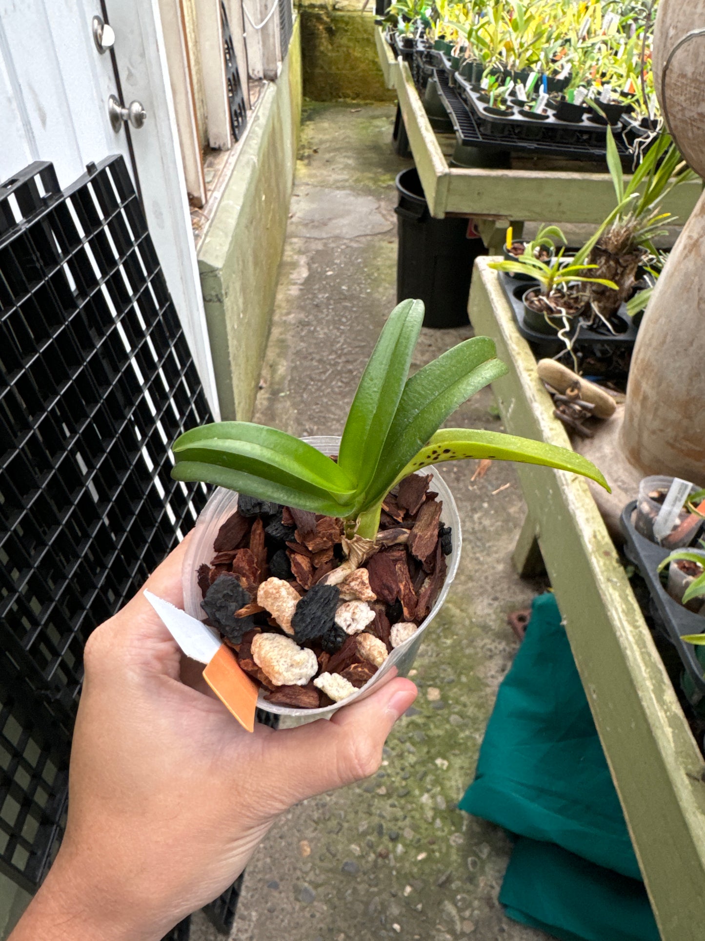 Sarcochilus Kulnura Oath x Rosella x Kulnura Sweetie