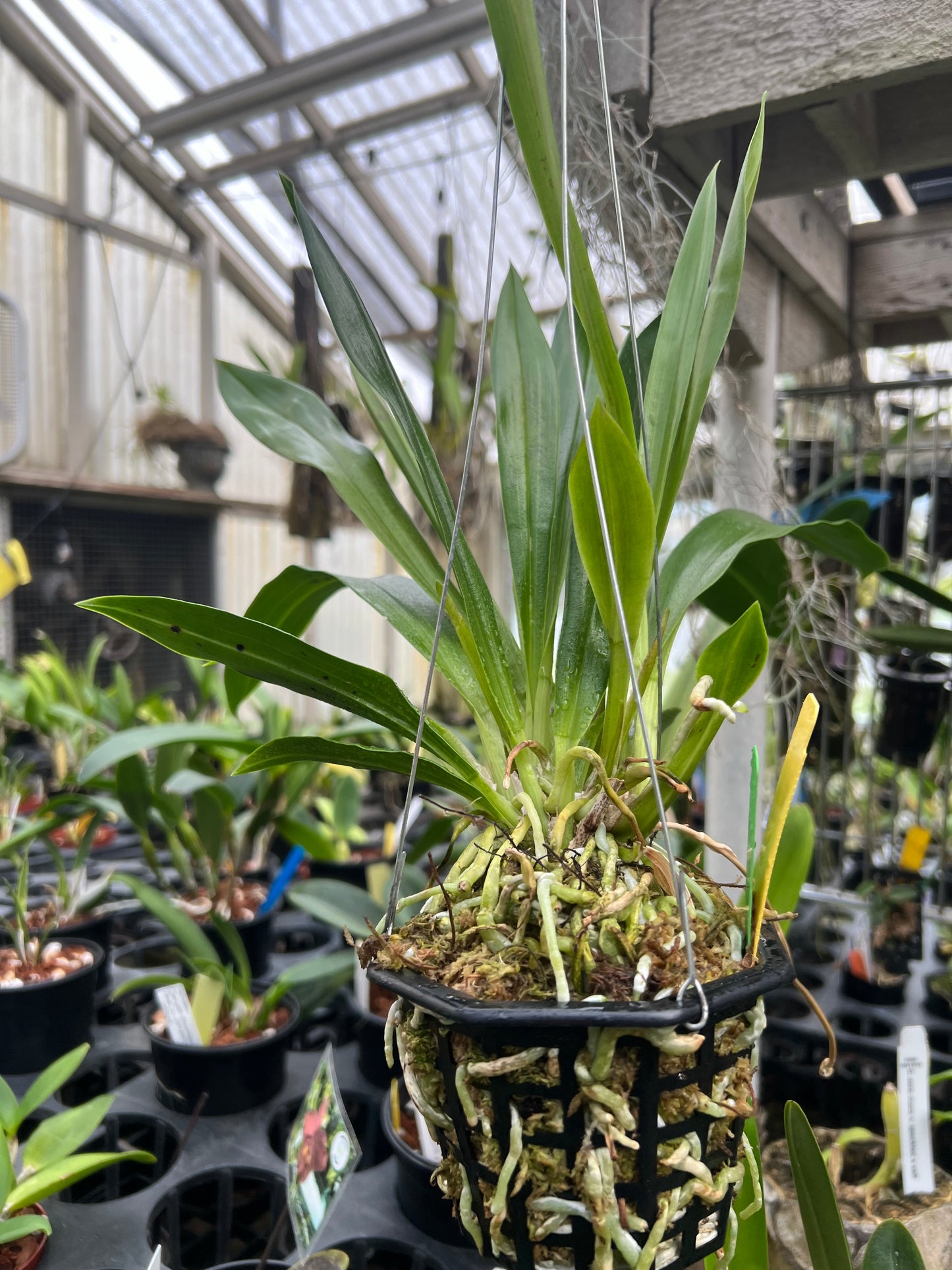 Cochleanthes discolor