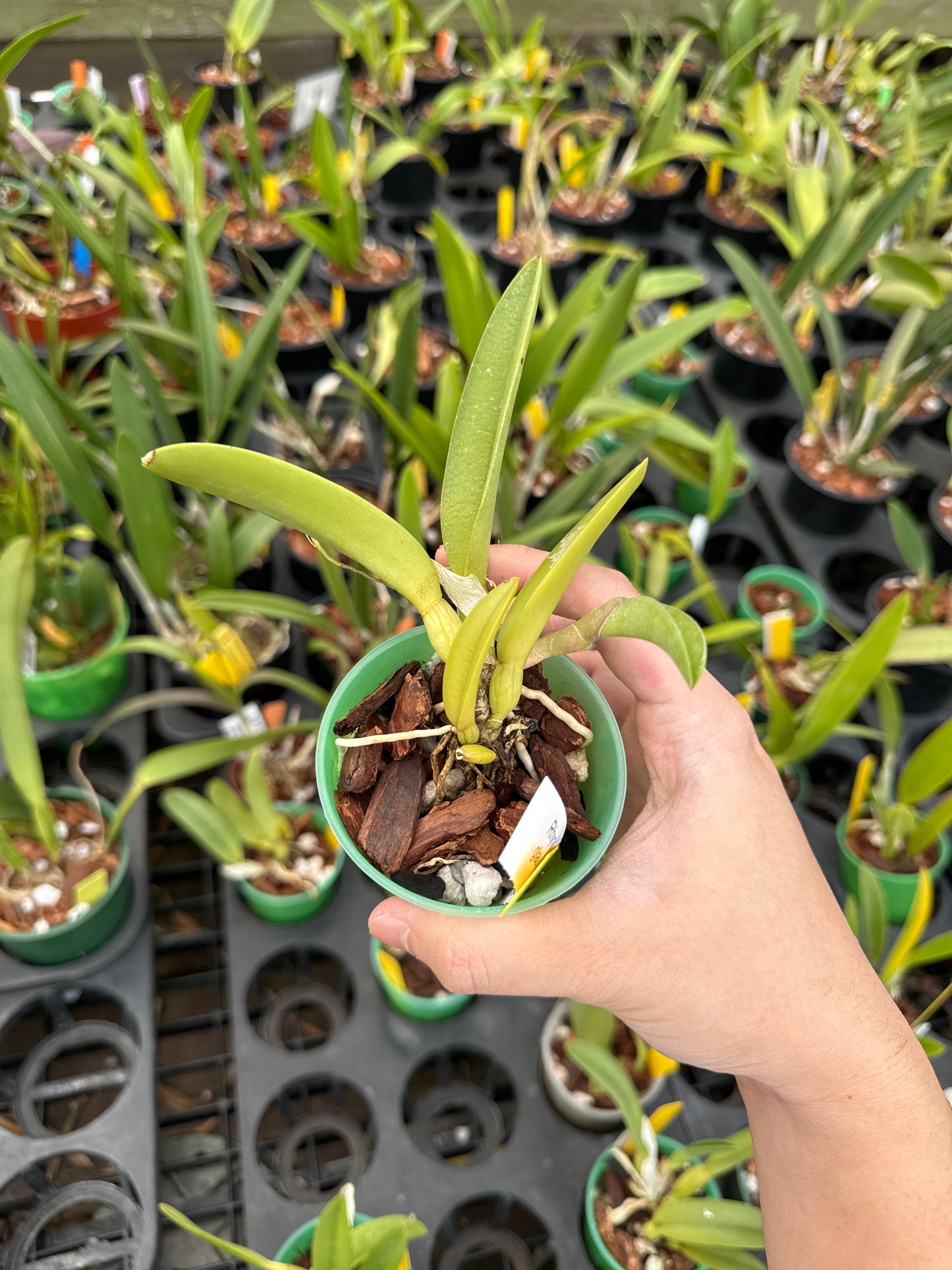 Rhyncholaelia glauca