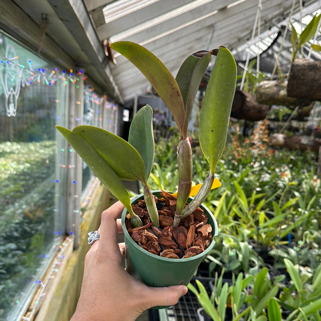 Cattleya violacea rubra (Taiwan)