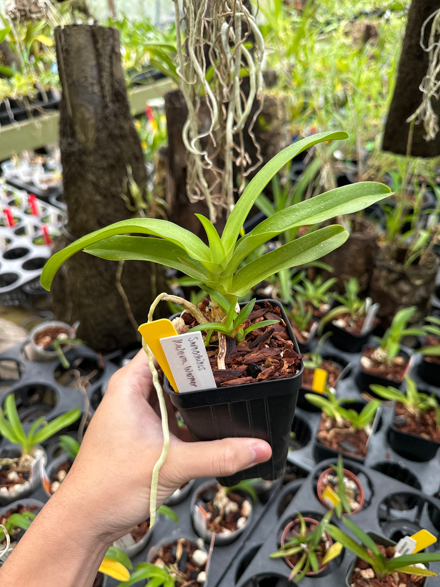 Sarcochilus Kulnura Warmer
