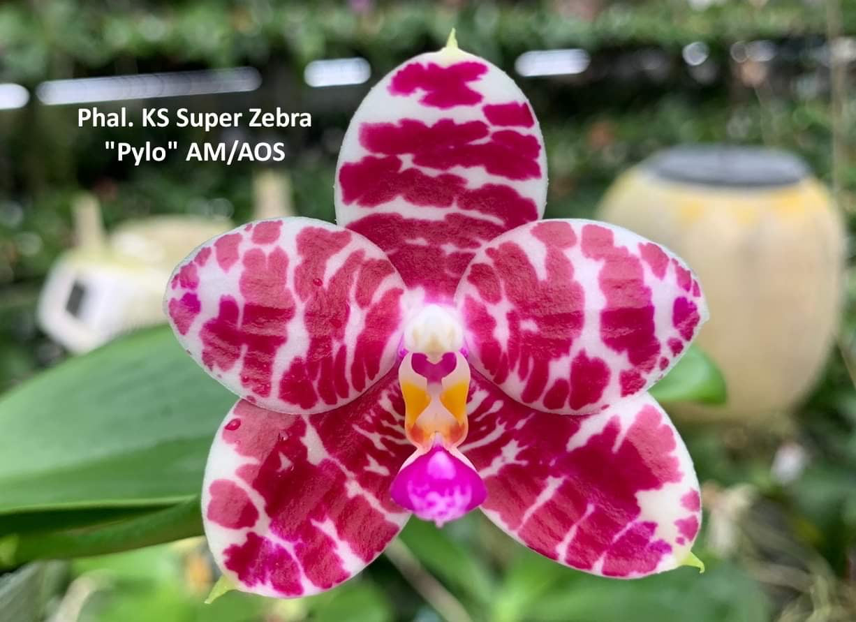 Phalaenopsis KS Super Zebra "Pylo" AM/AOS