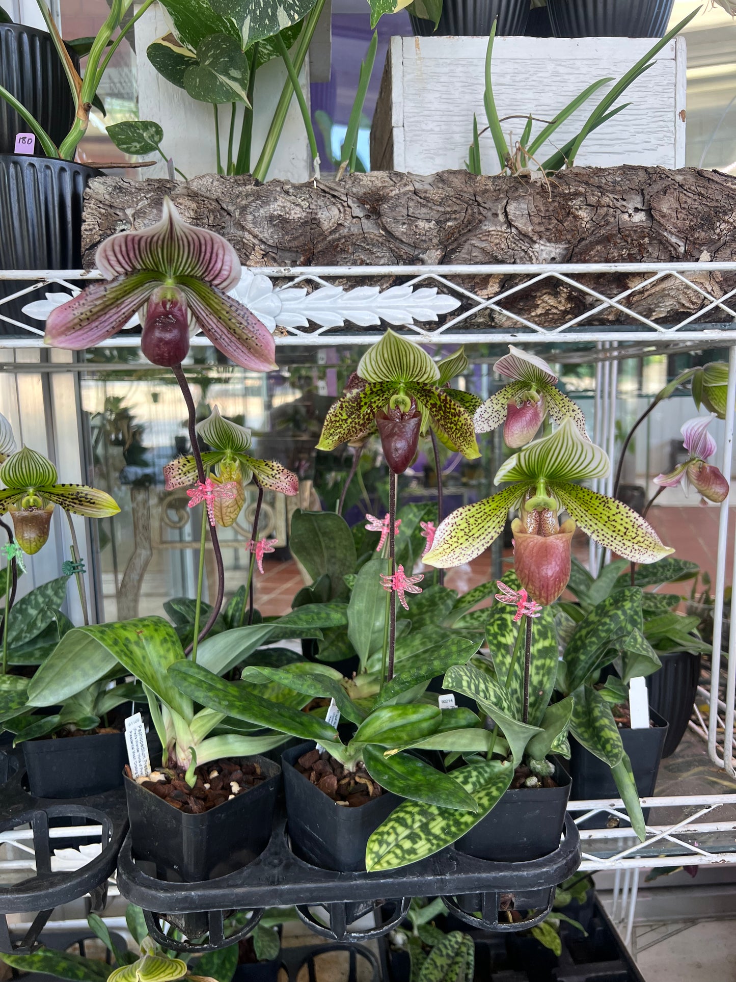 Paphiopedilum Assorted (grower’s choice)