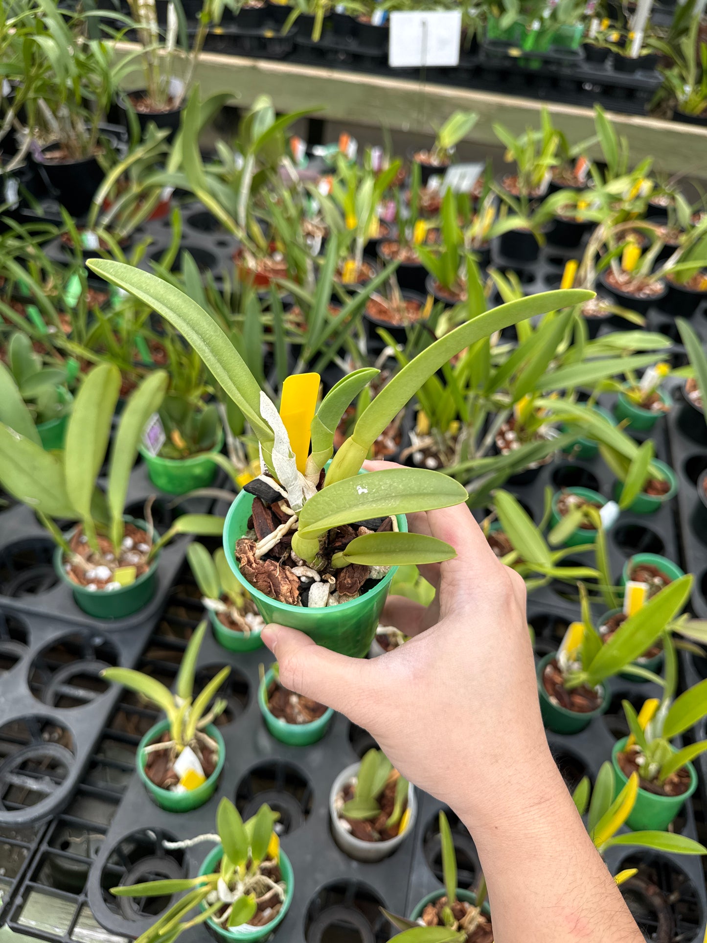 Rhyncholaelia glauca