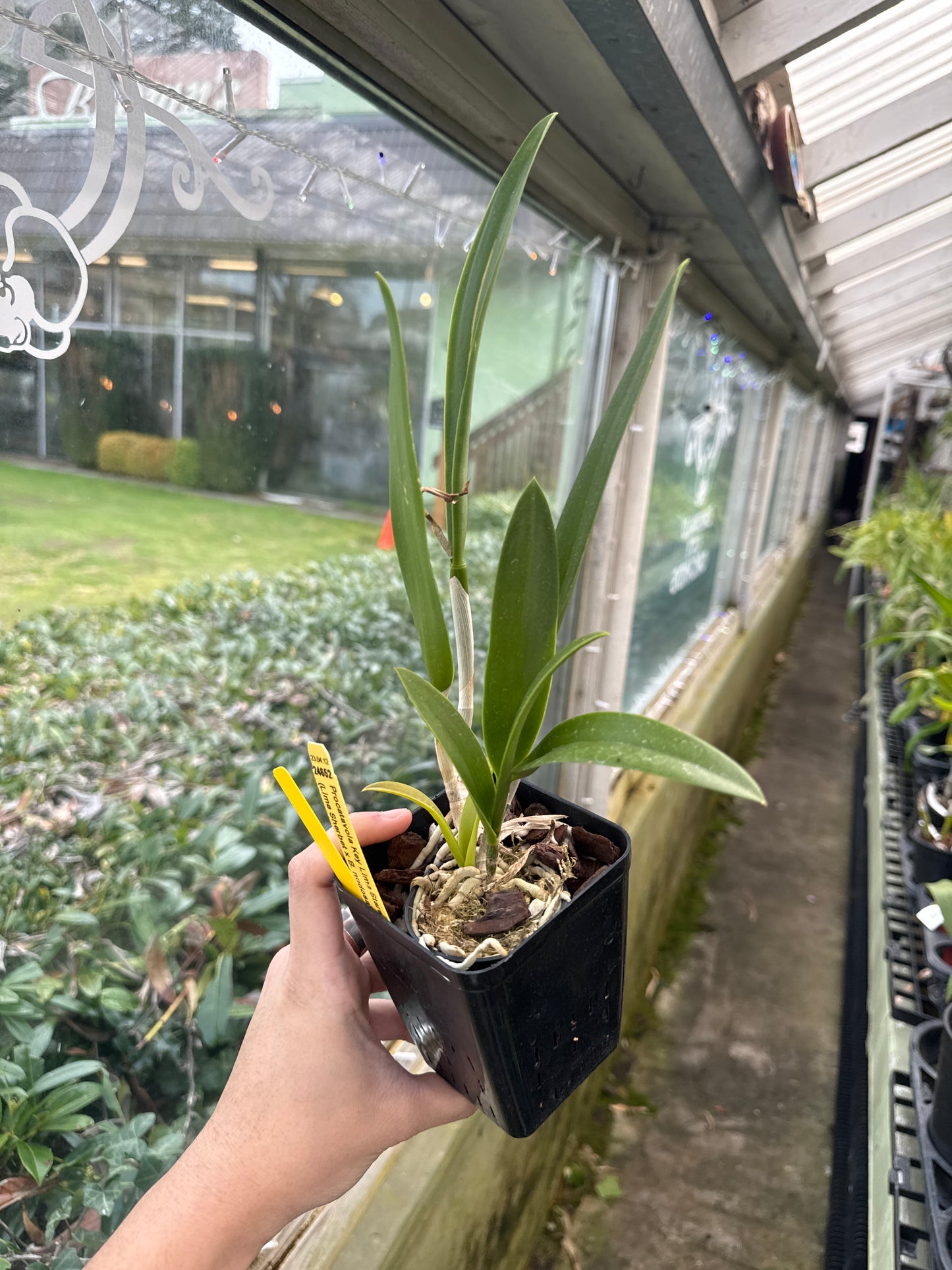 Procatavola Key Lime Stars