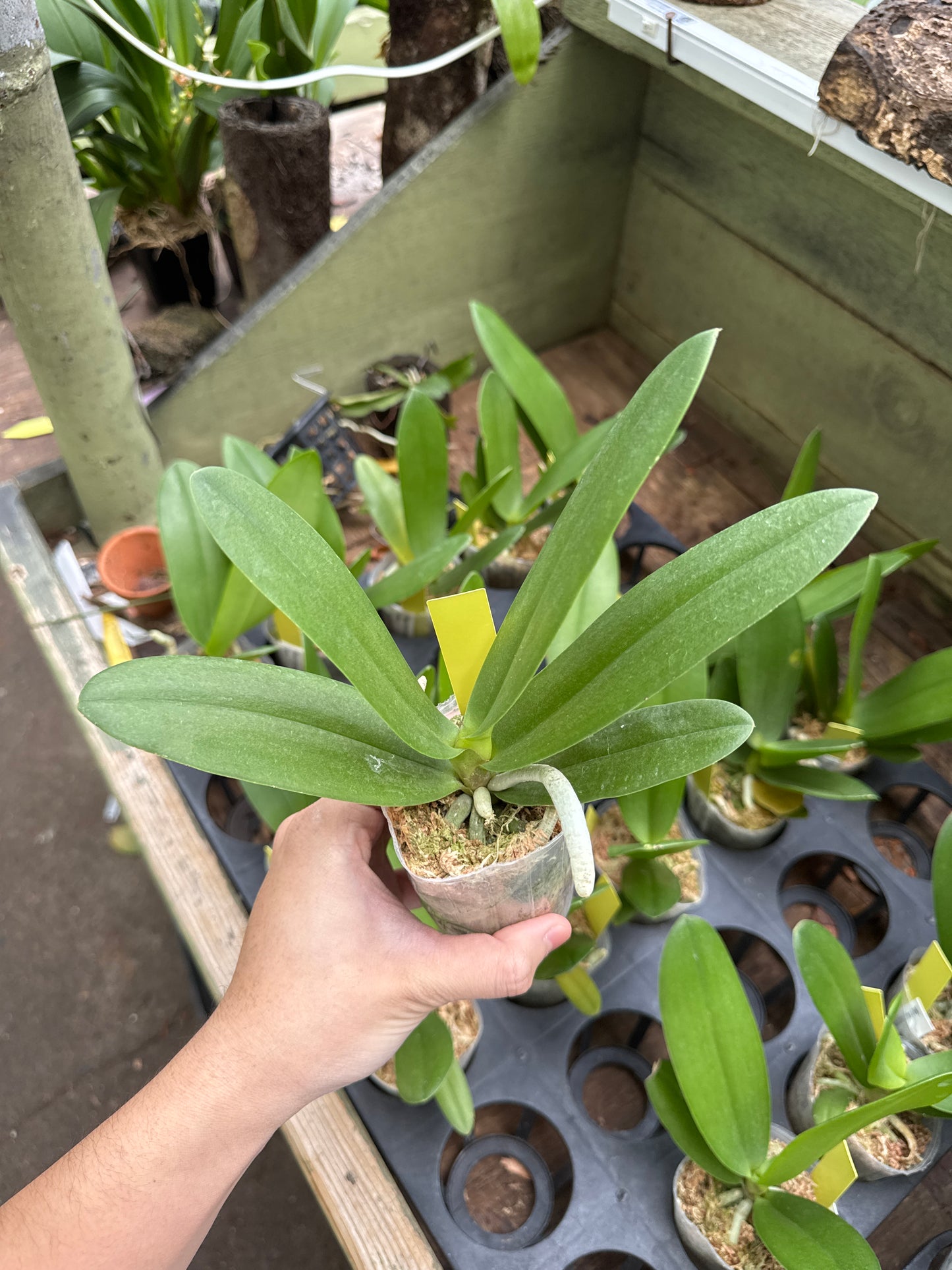Phalaenopsis pulcherrima 4N (Wilson)