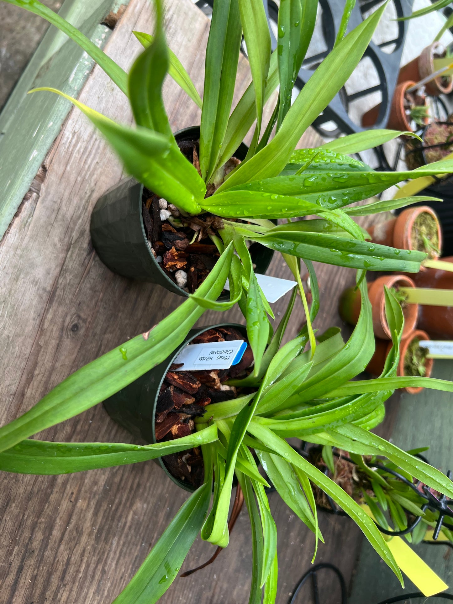 Phragmipedium Cardinale