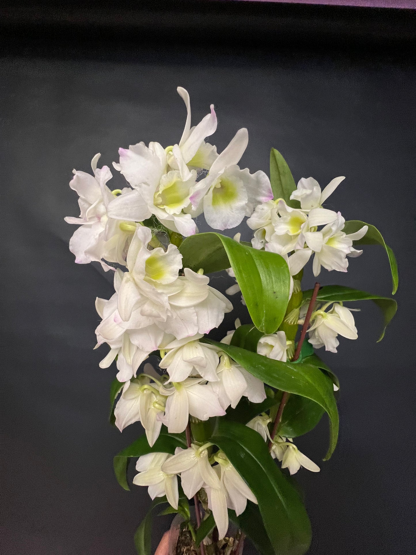 Dendrobium Sea Mary ‘Snow King’
