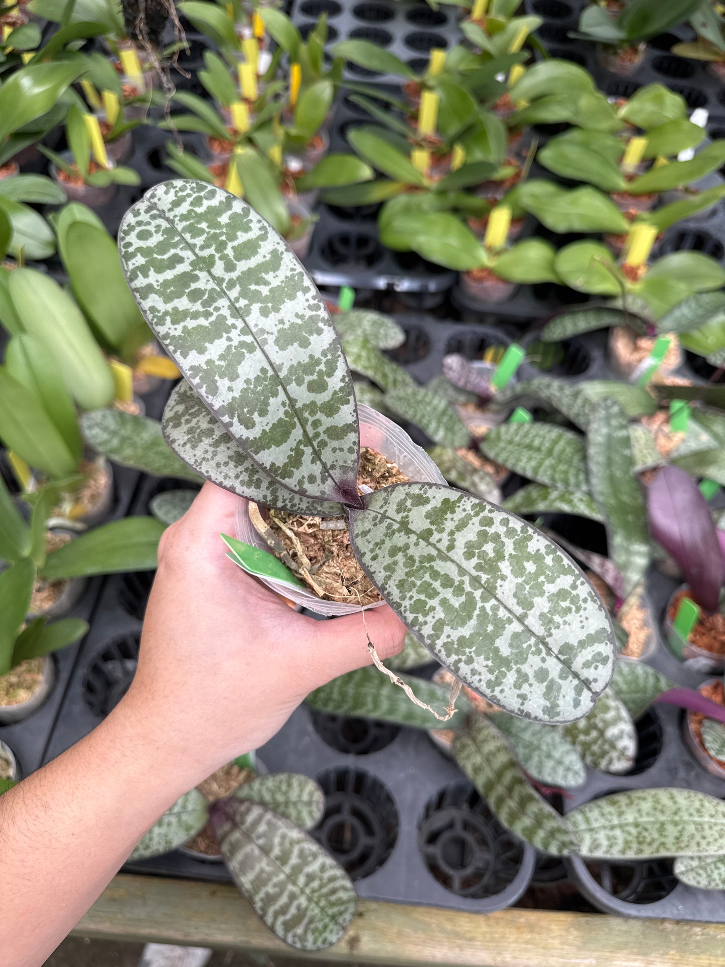 Phal schilleriana ‘Pink Butterfly’