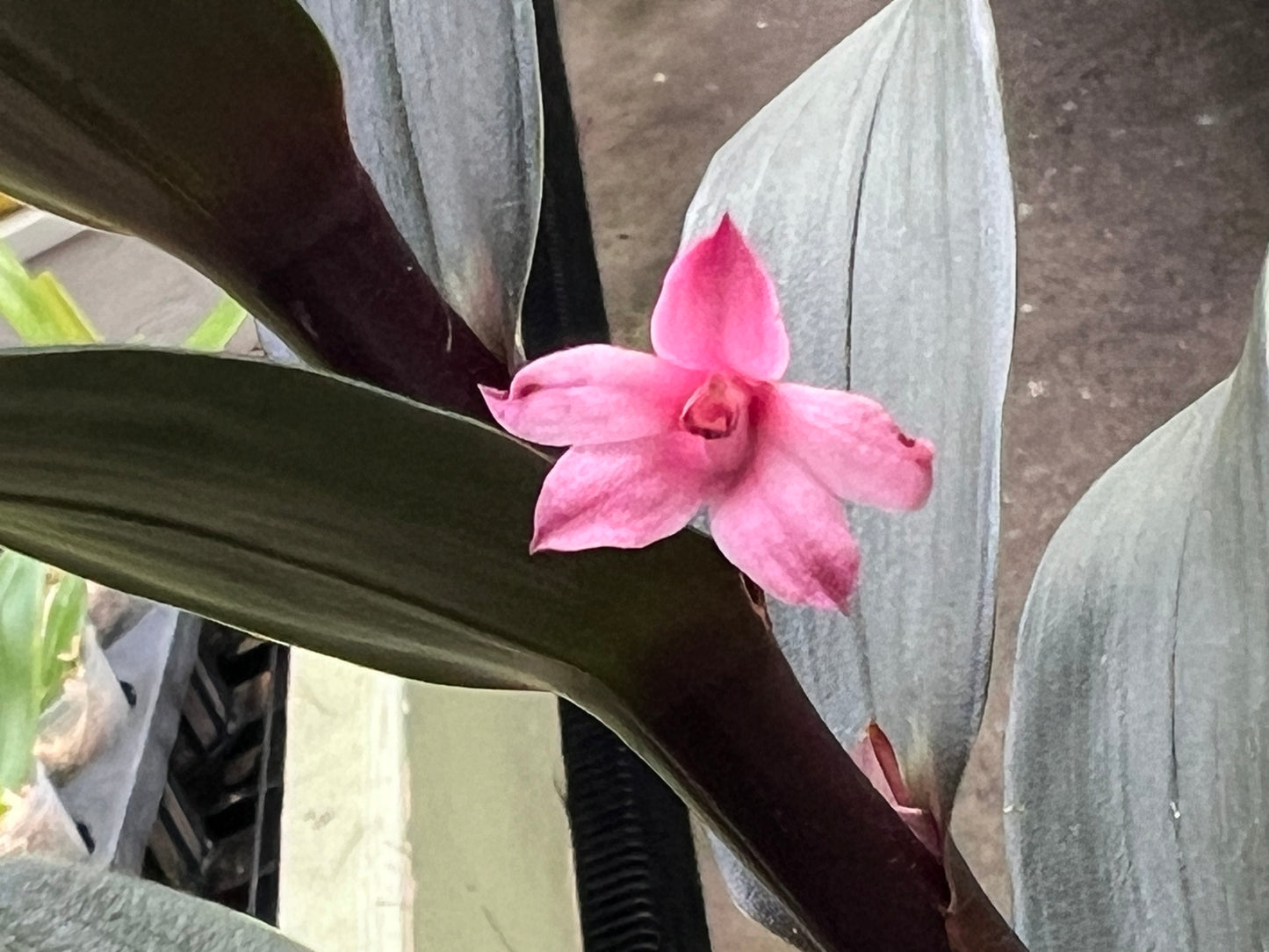 Maxillaria Scalariformis