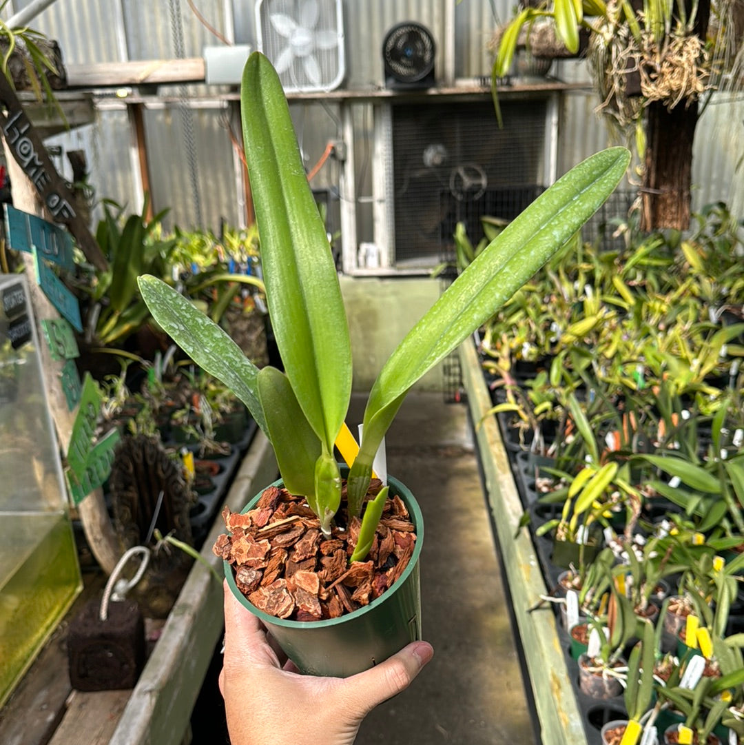 Cattleya (Laelia) purpurata alba