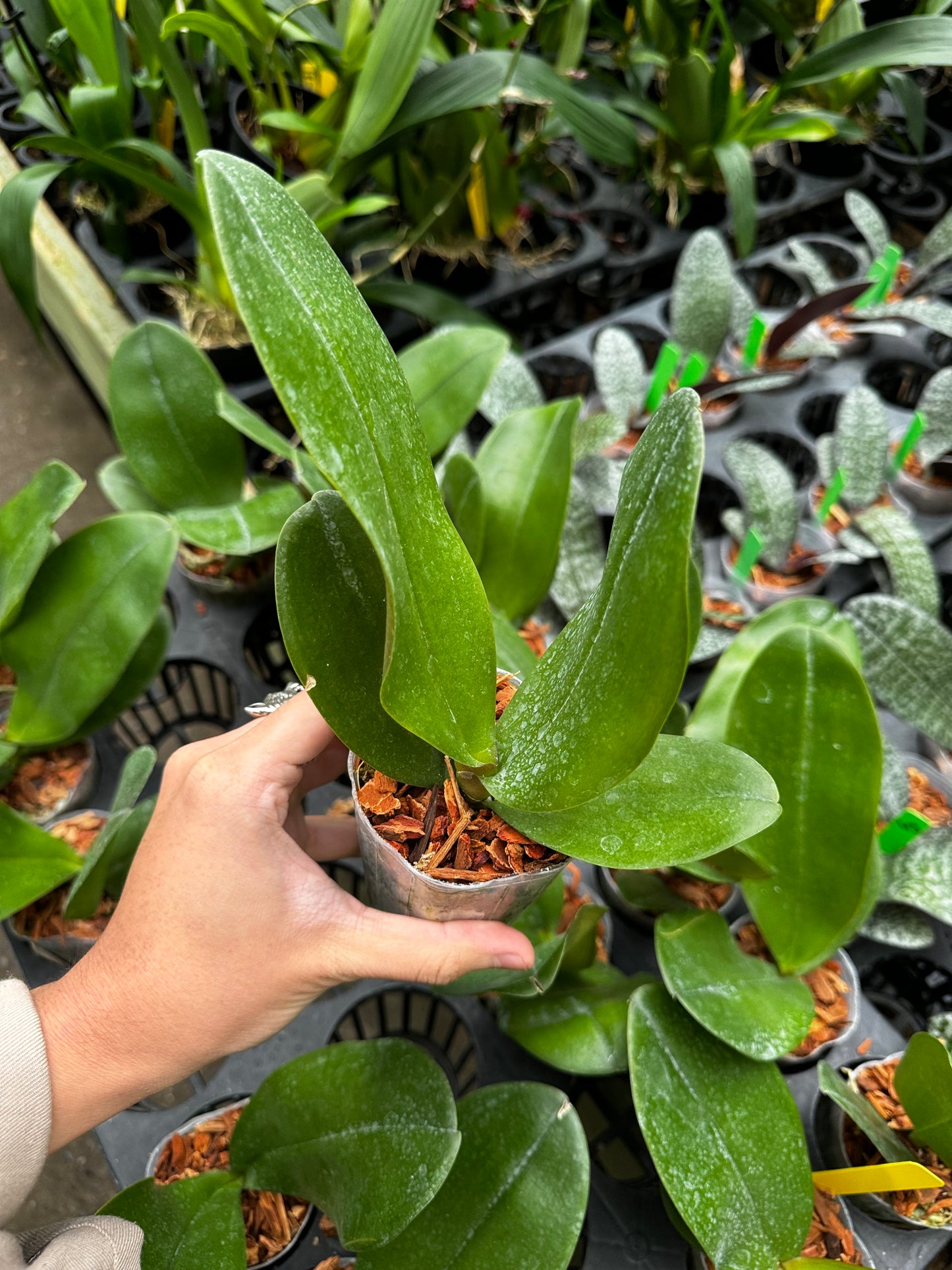 Phalaenopsis Mituo Diamond Canary “AL”