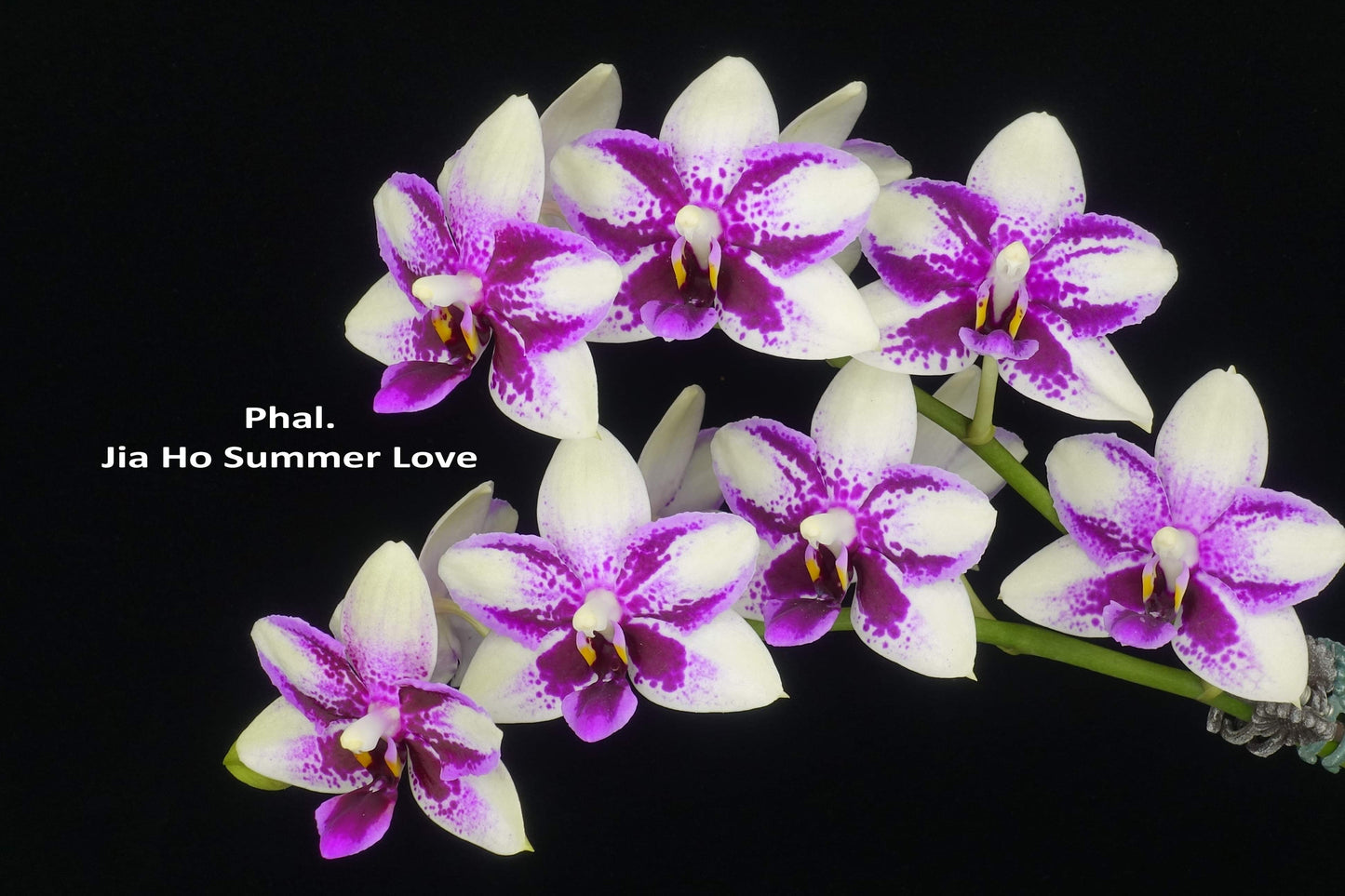 Phalaenopsis Jia Ho Summer Love