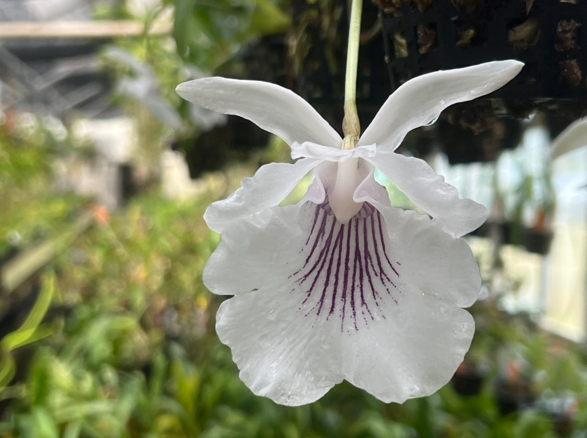 Warczewiczella (Cochleanthes) amazonica