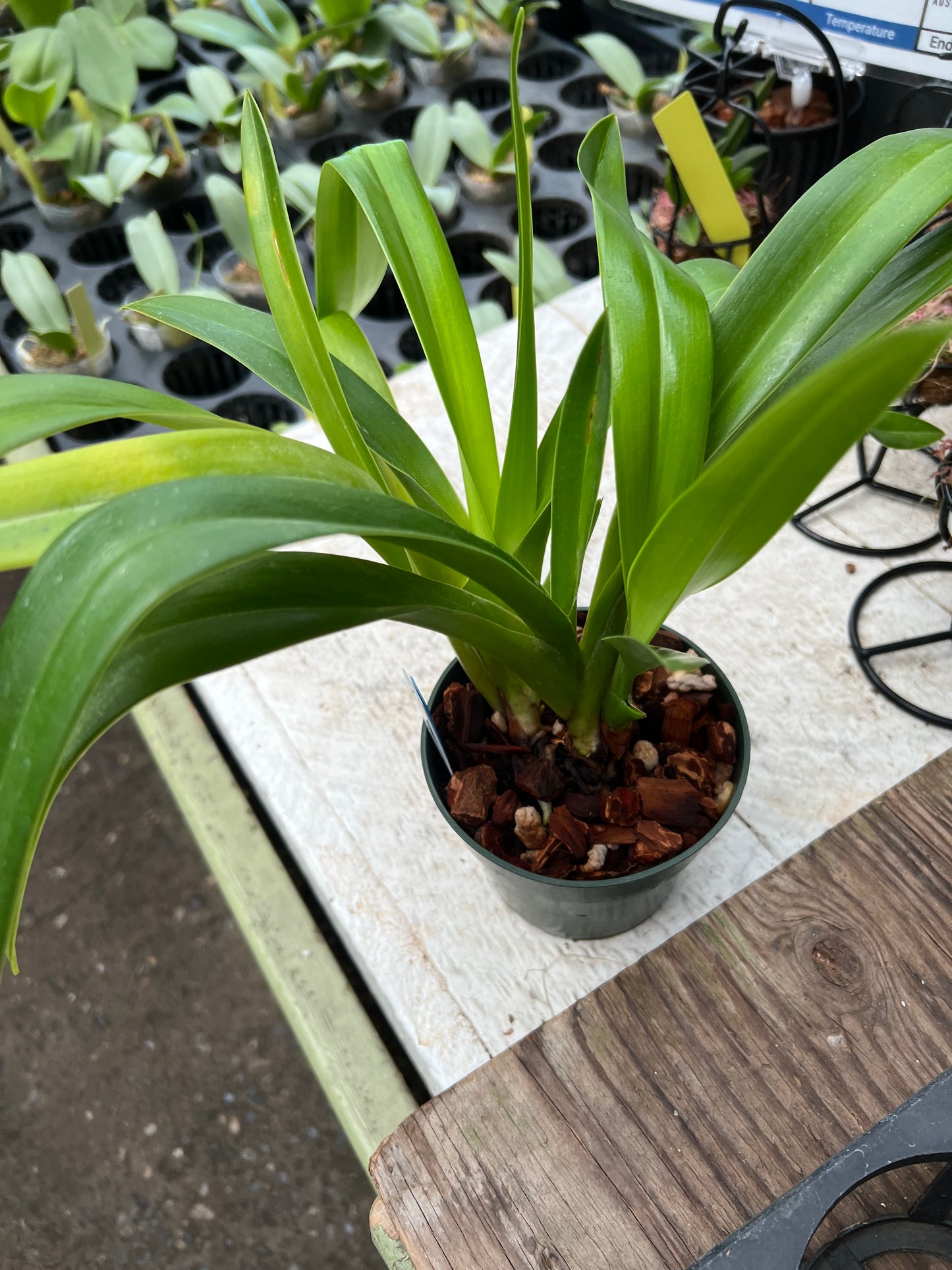 Phragmipedium Grande