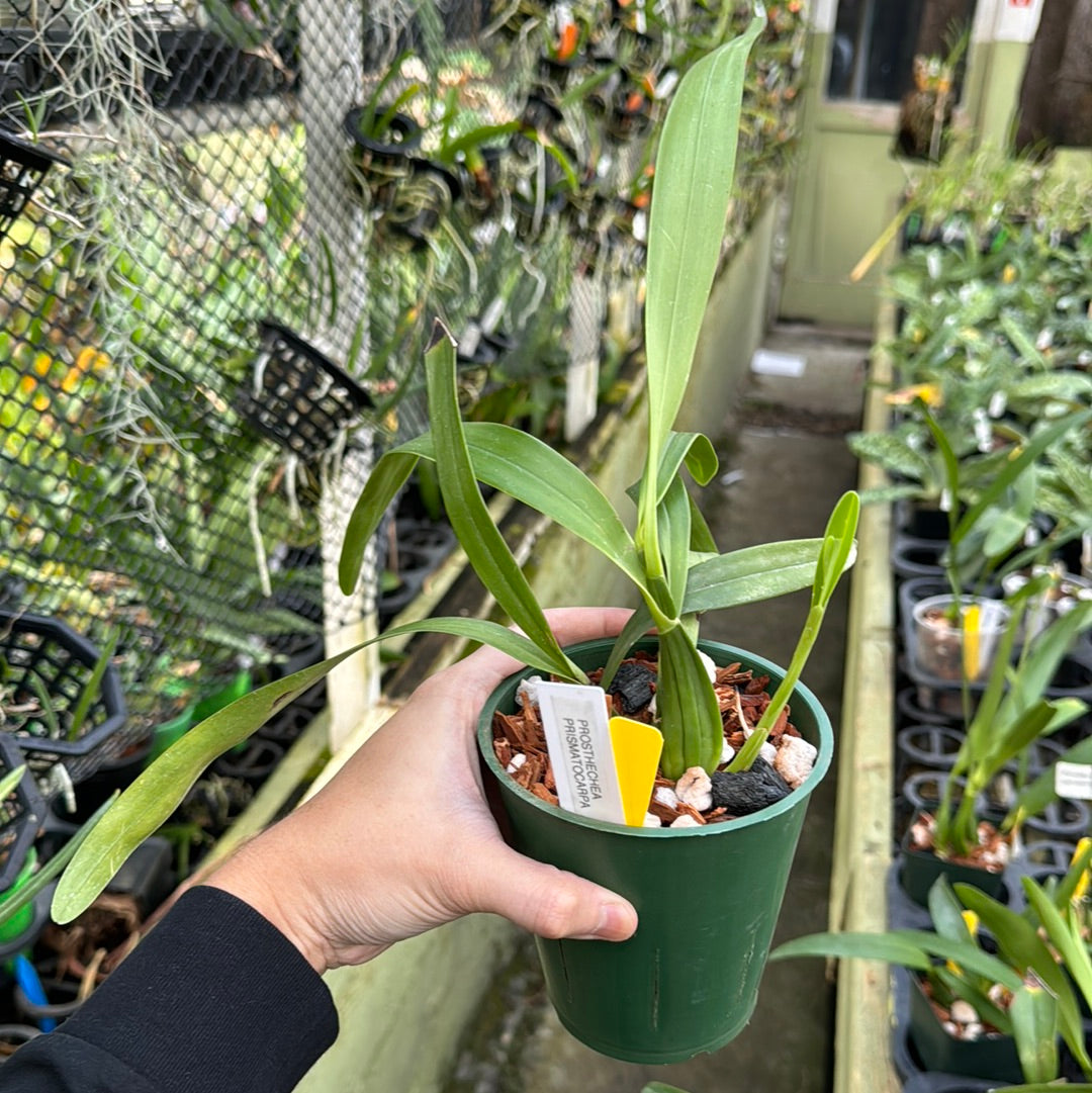 Prosthechea prismatocarpa