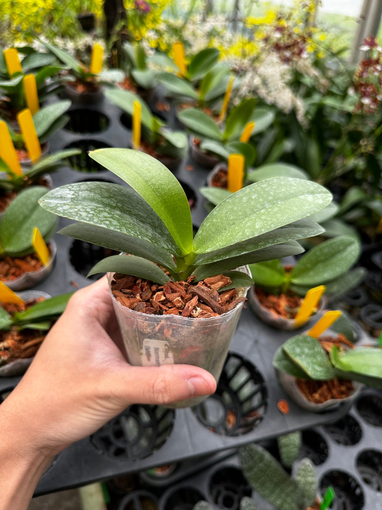 Phalaenopsis Norman’s Yellow Batman (MC)