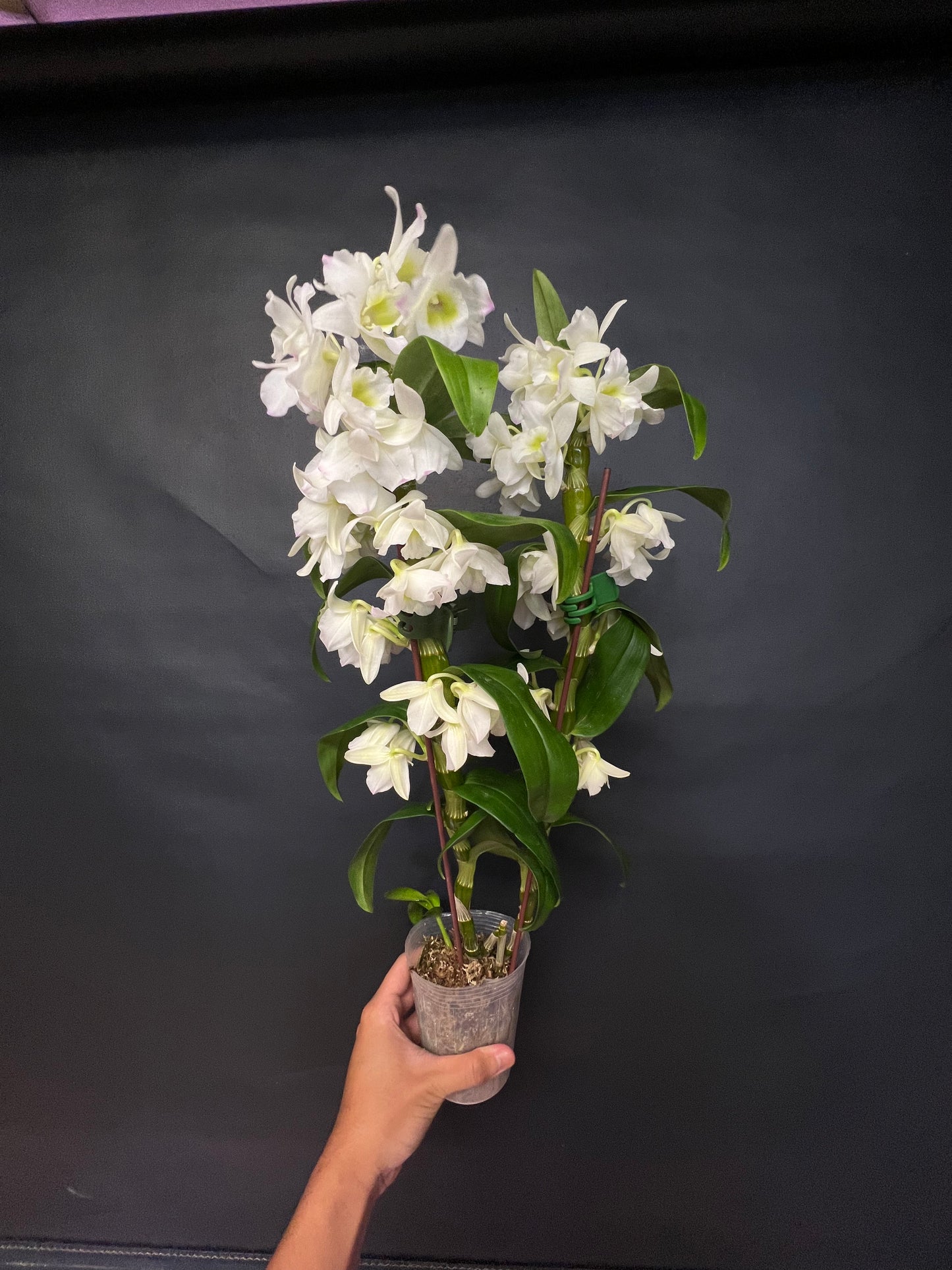 Dendrobium Sea Mary ‘Snow King’