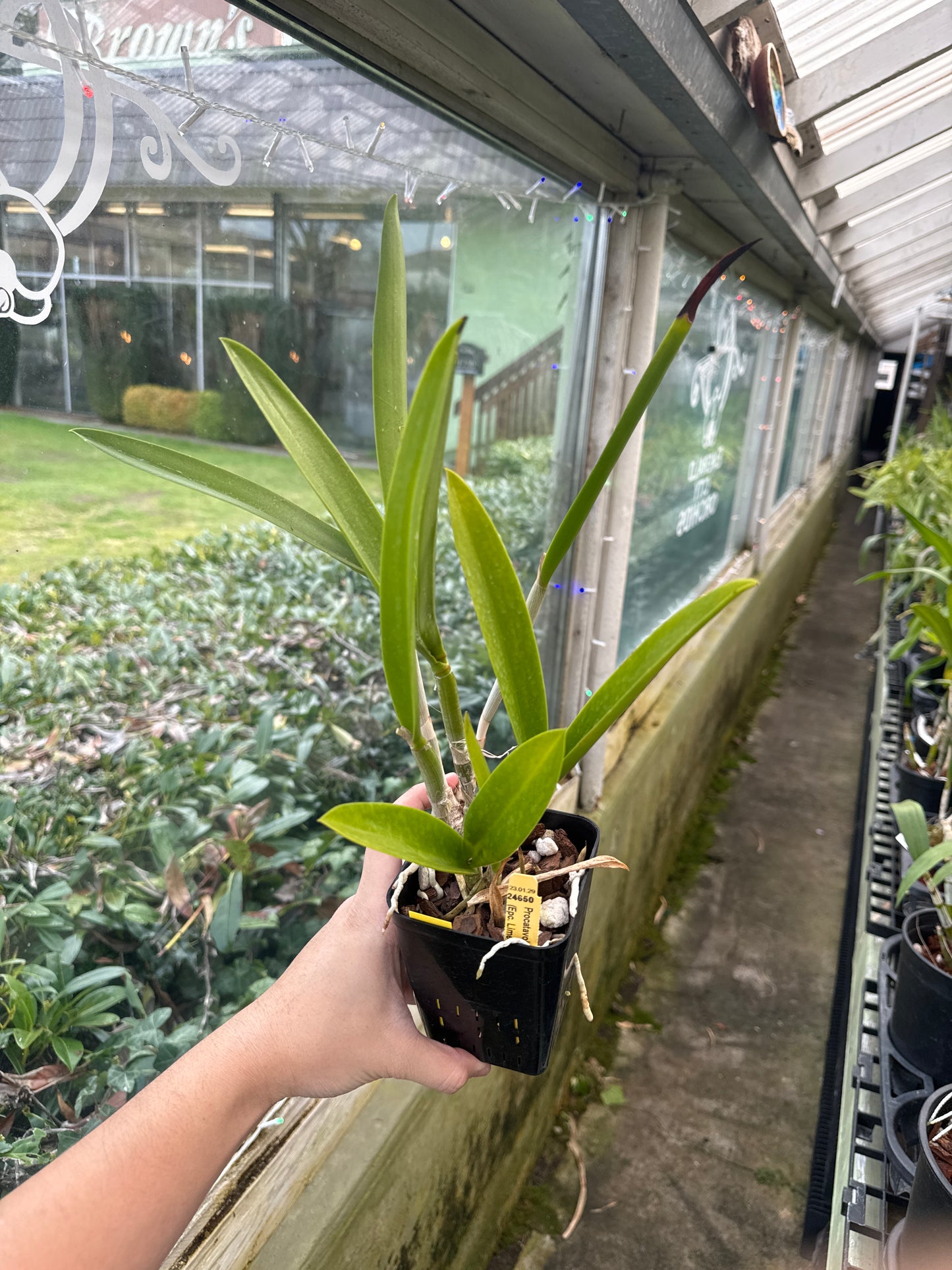 Procatavola Key Lime Stars