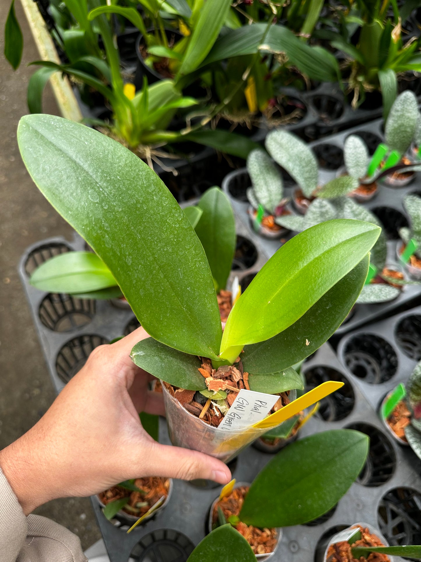 Phal GW Green World