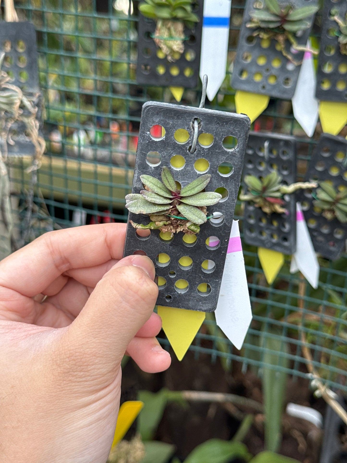 Schoenorchis phitamii