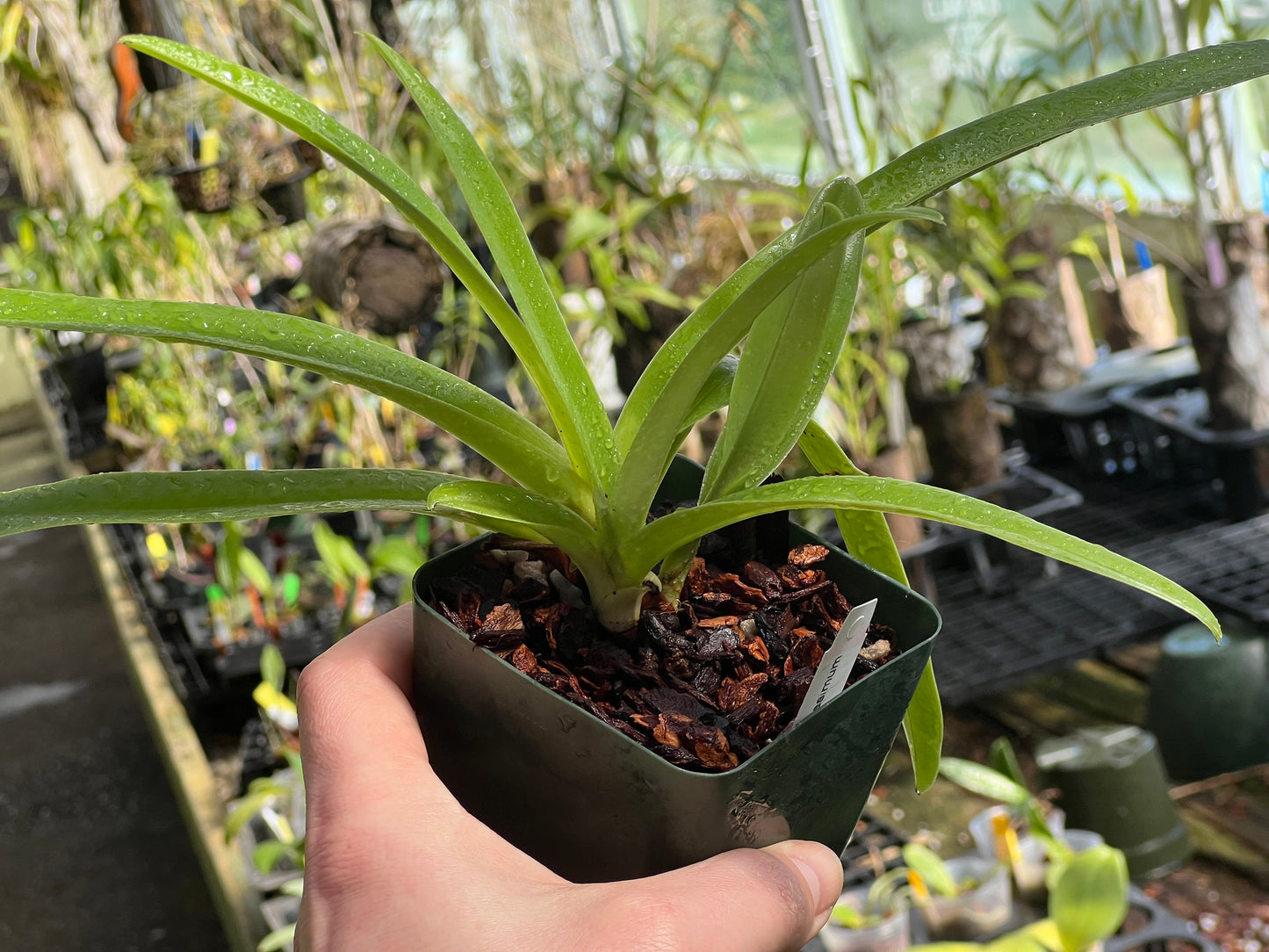 Paphiopedilum hirsutissimum