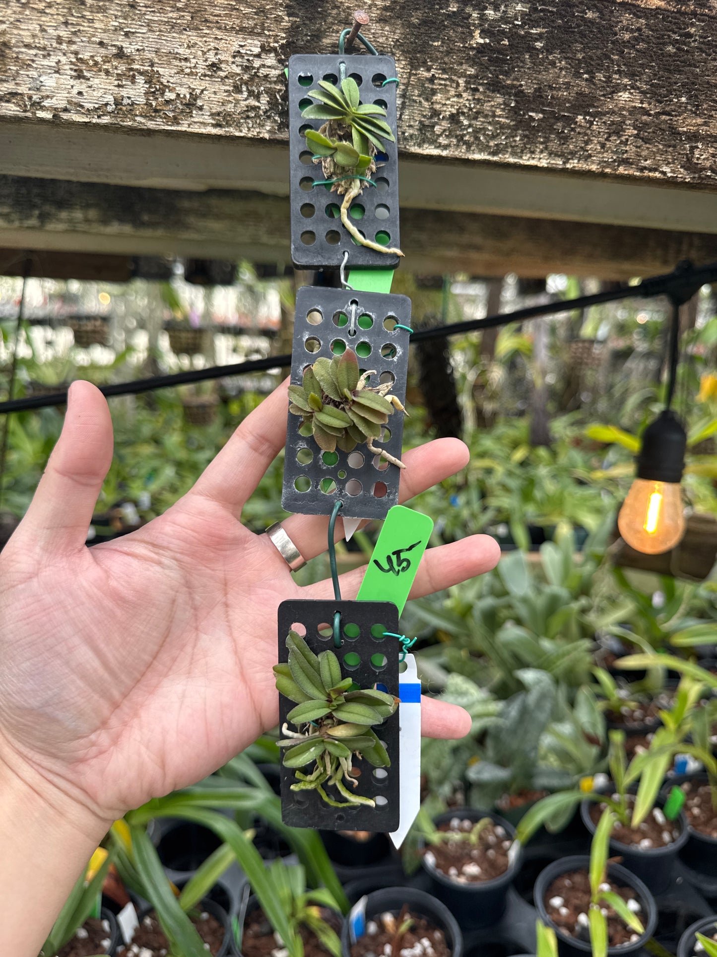 Schoenorchis fragrans