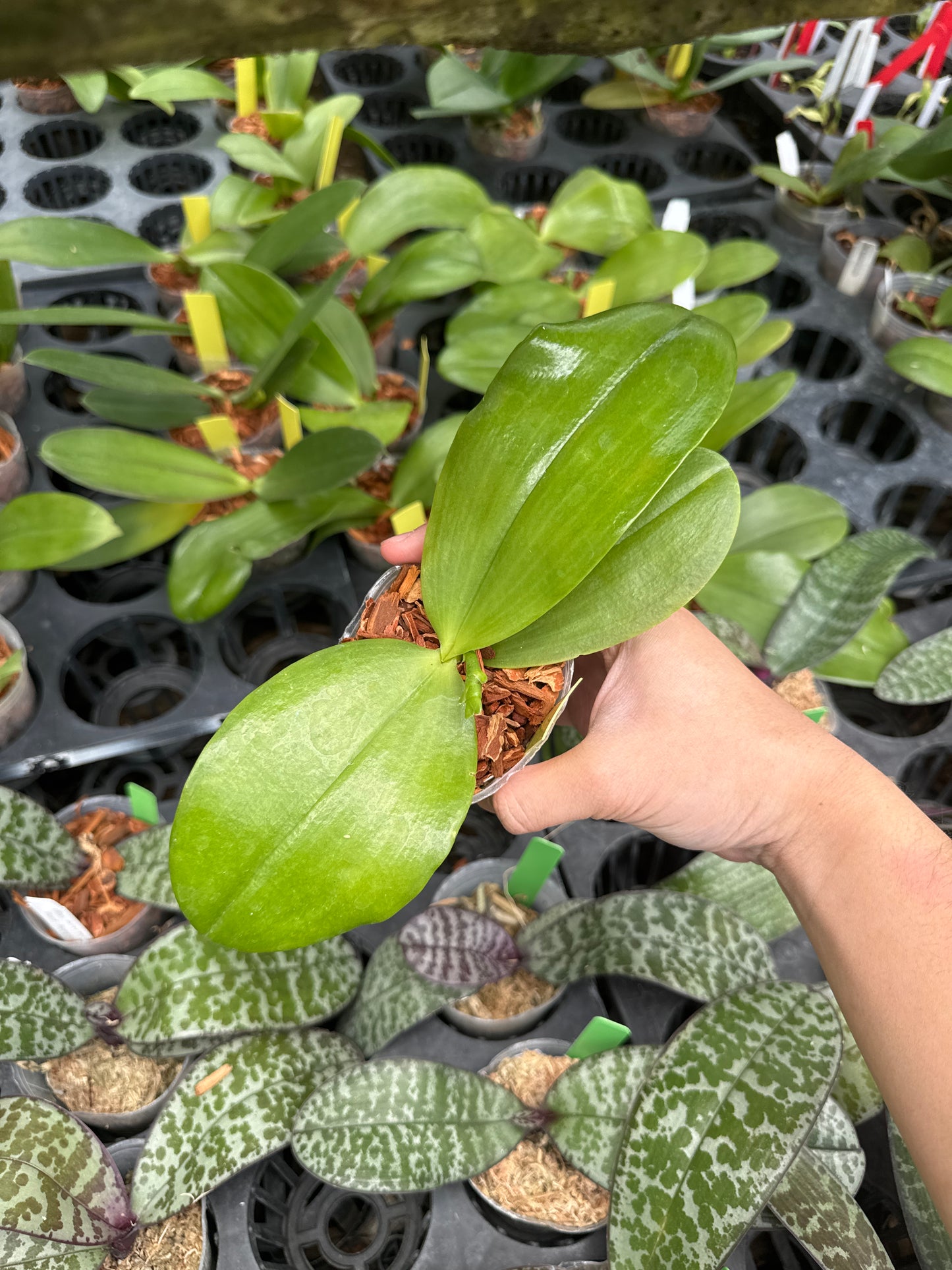 Phalaenopsis KS Happy Eagle "Wilson"