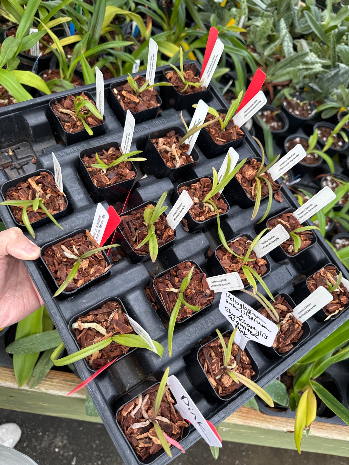 Holcoglossum subulifolium x Rhynchostylis gigantea pink