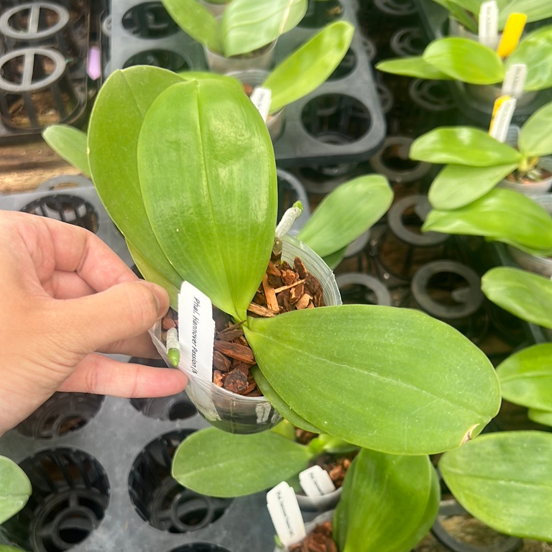 Phalaenopsis Hannover Passion