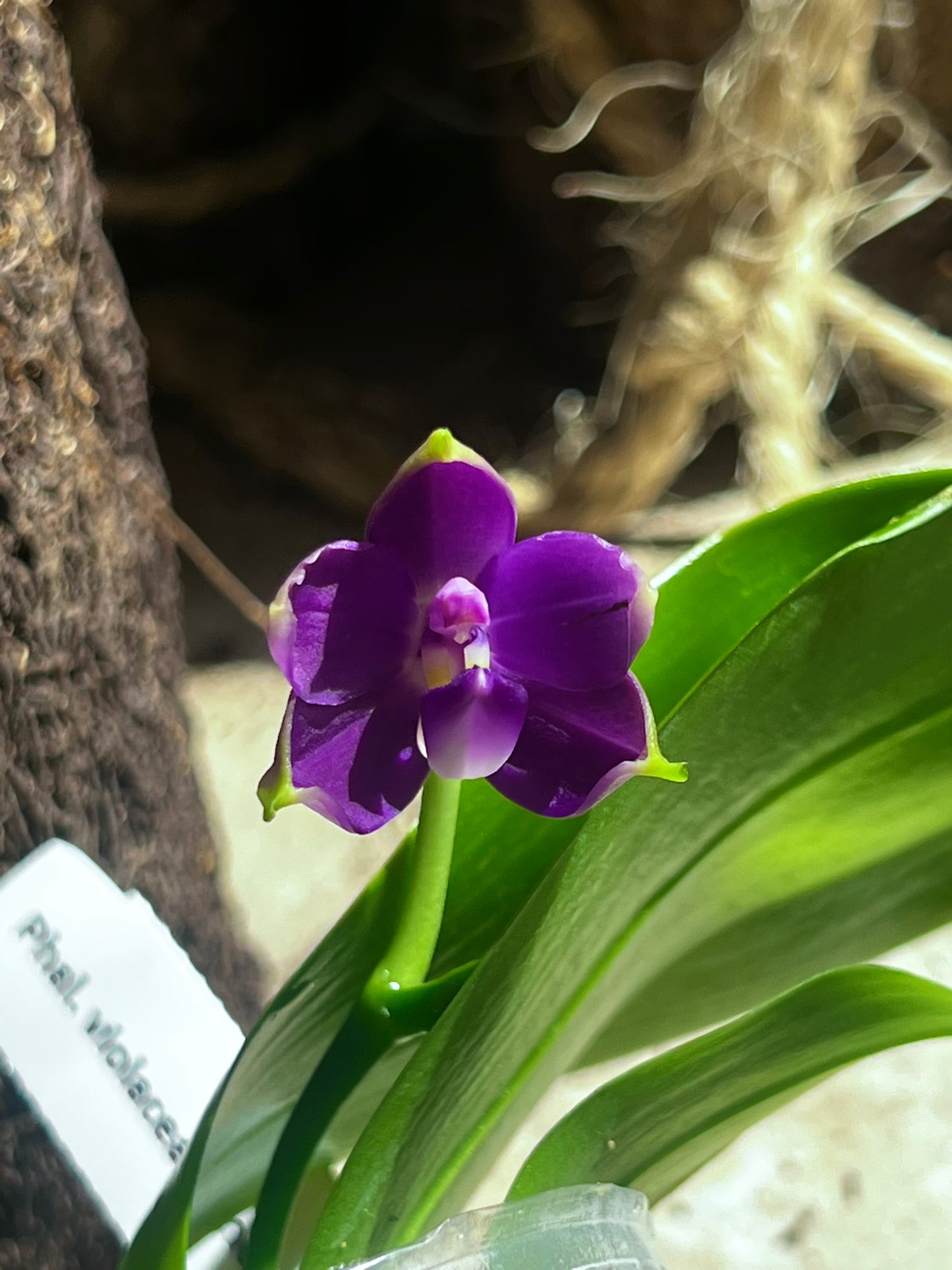 Phalaenopsis violacea indigo
