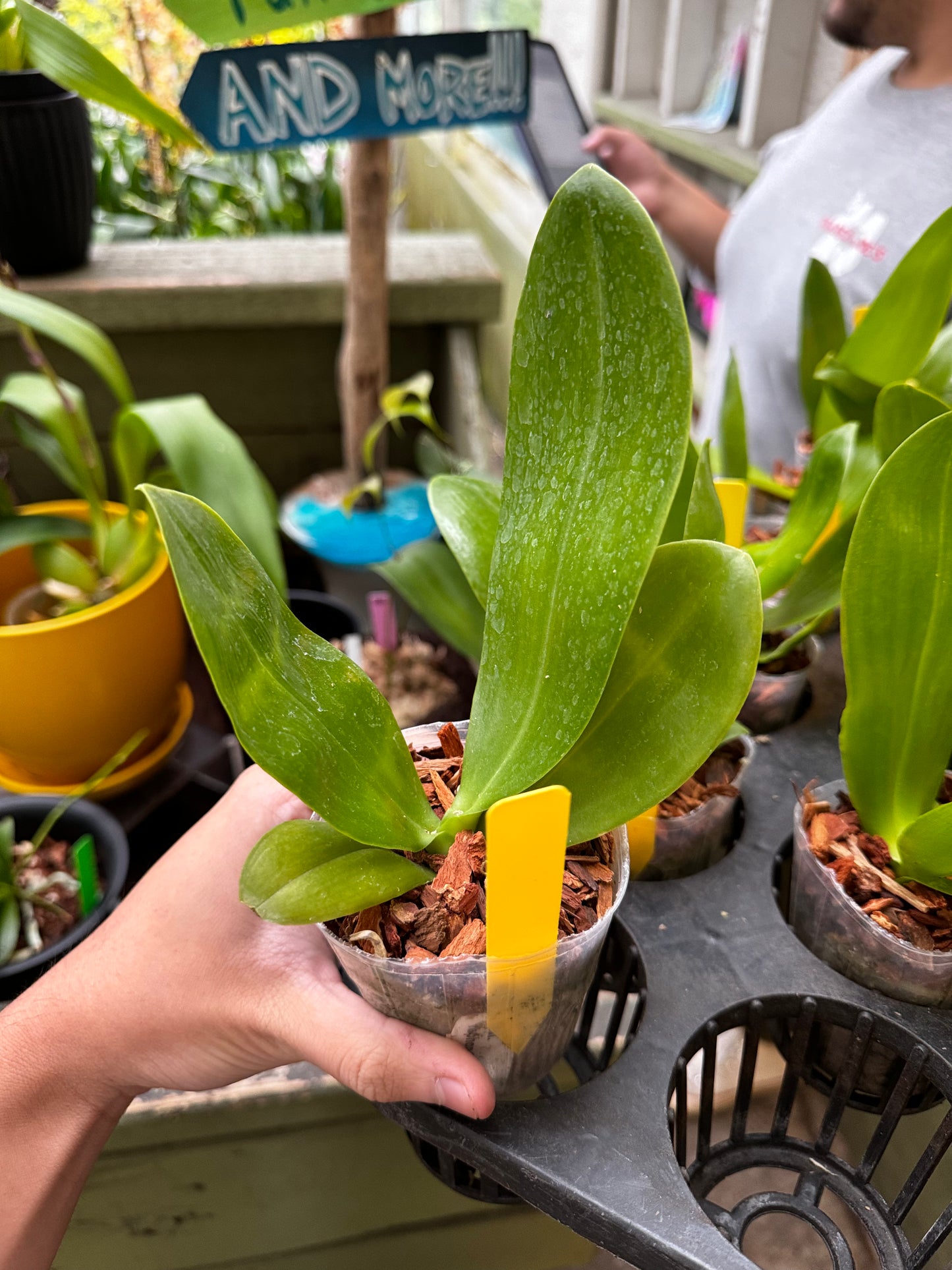 Phalaenopsis Yaphon Gelacea