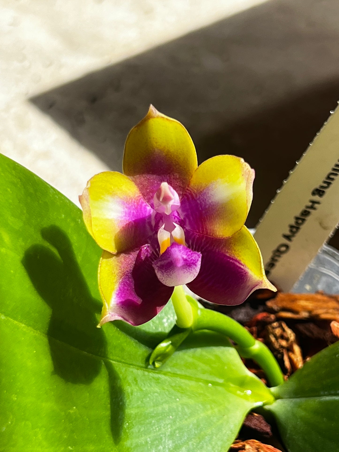 Phalaenopsis Chienlung Happy Queen “Wilson”