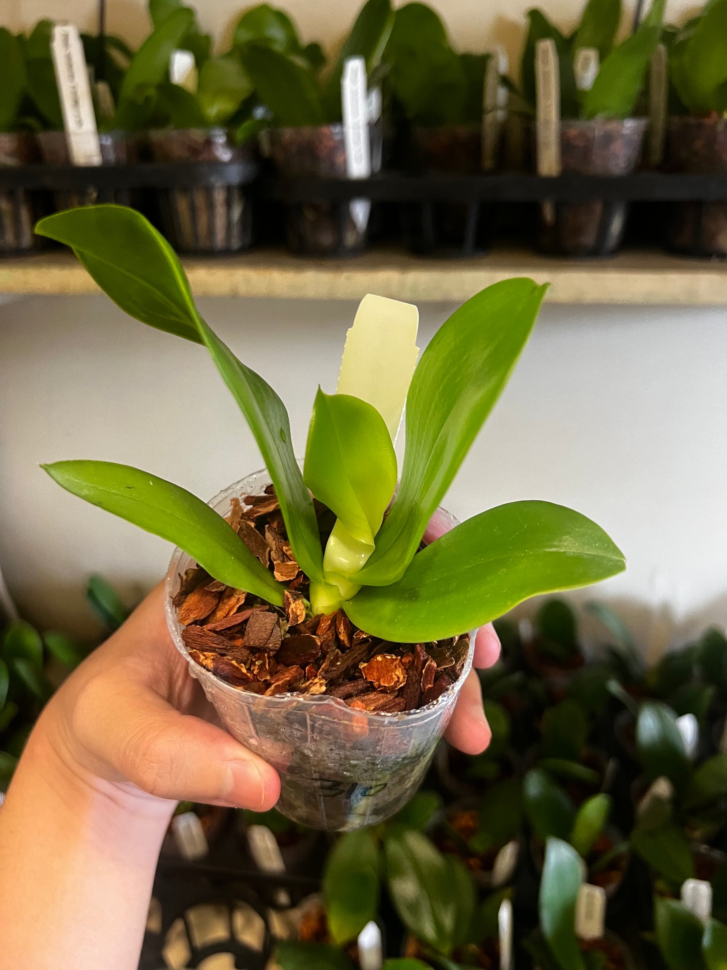 Phalaenopsis violacea indigo