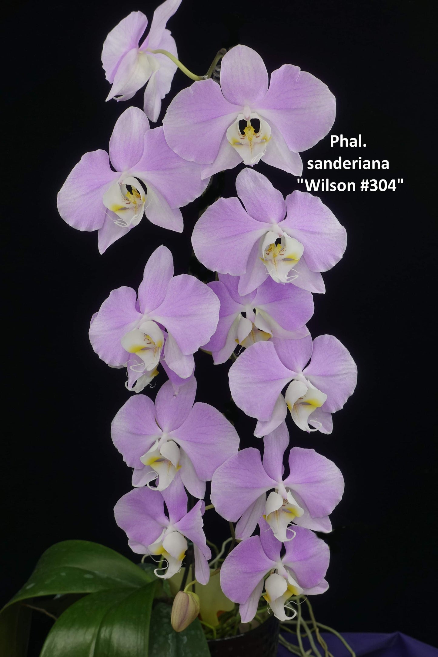 Phalaenopsis sanderiana “Wilson”