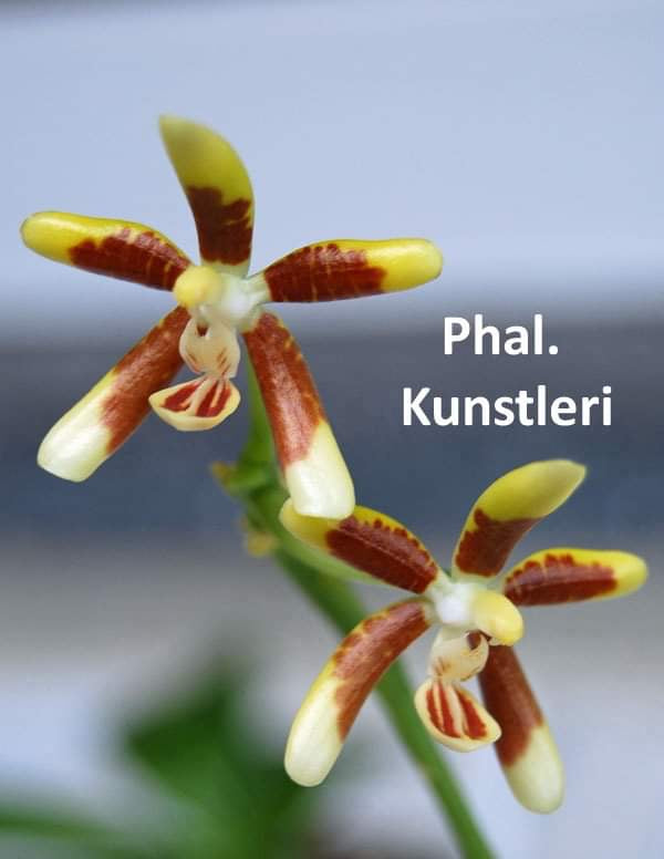 Phalaenopsis kunstleri