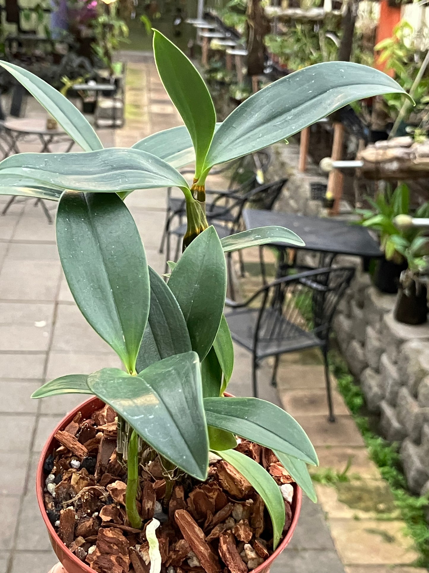 Dendrobium Densiflorum