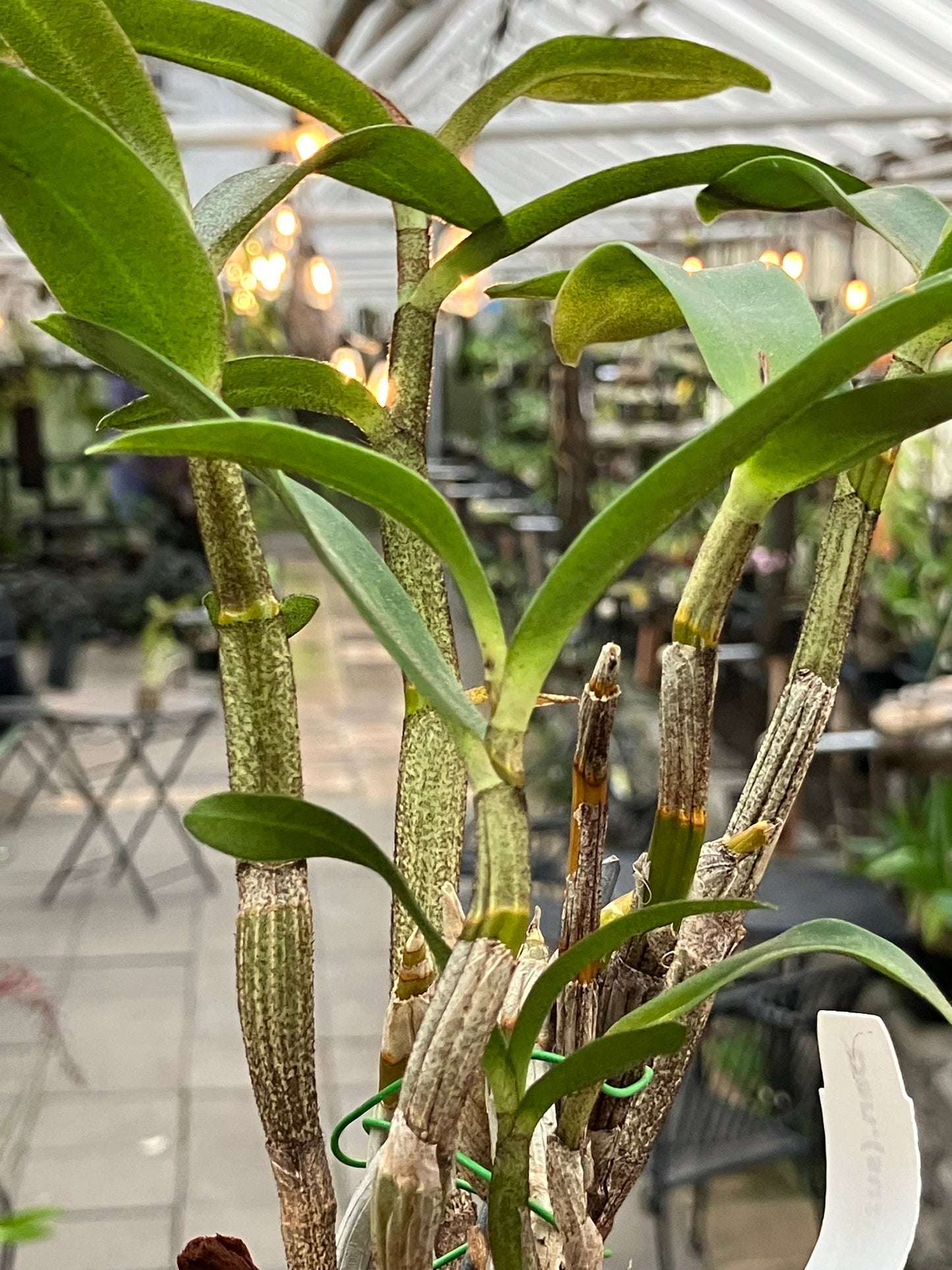 Dendrobium Suzukii x Trigonopus