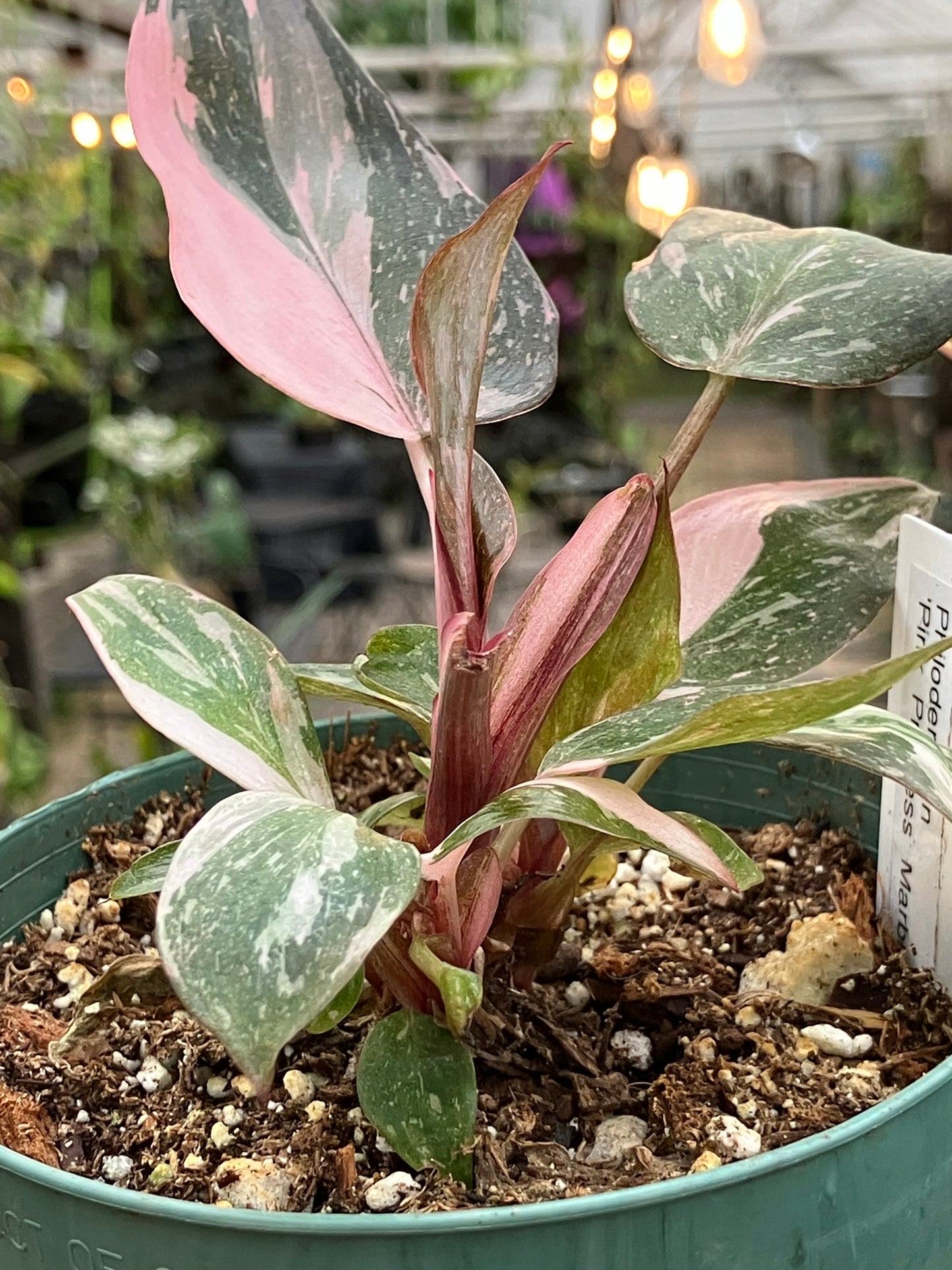 Philodendron 'Pink Princess Marble'