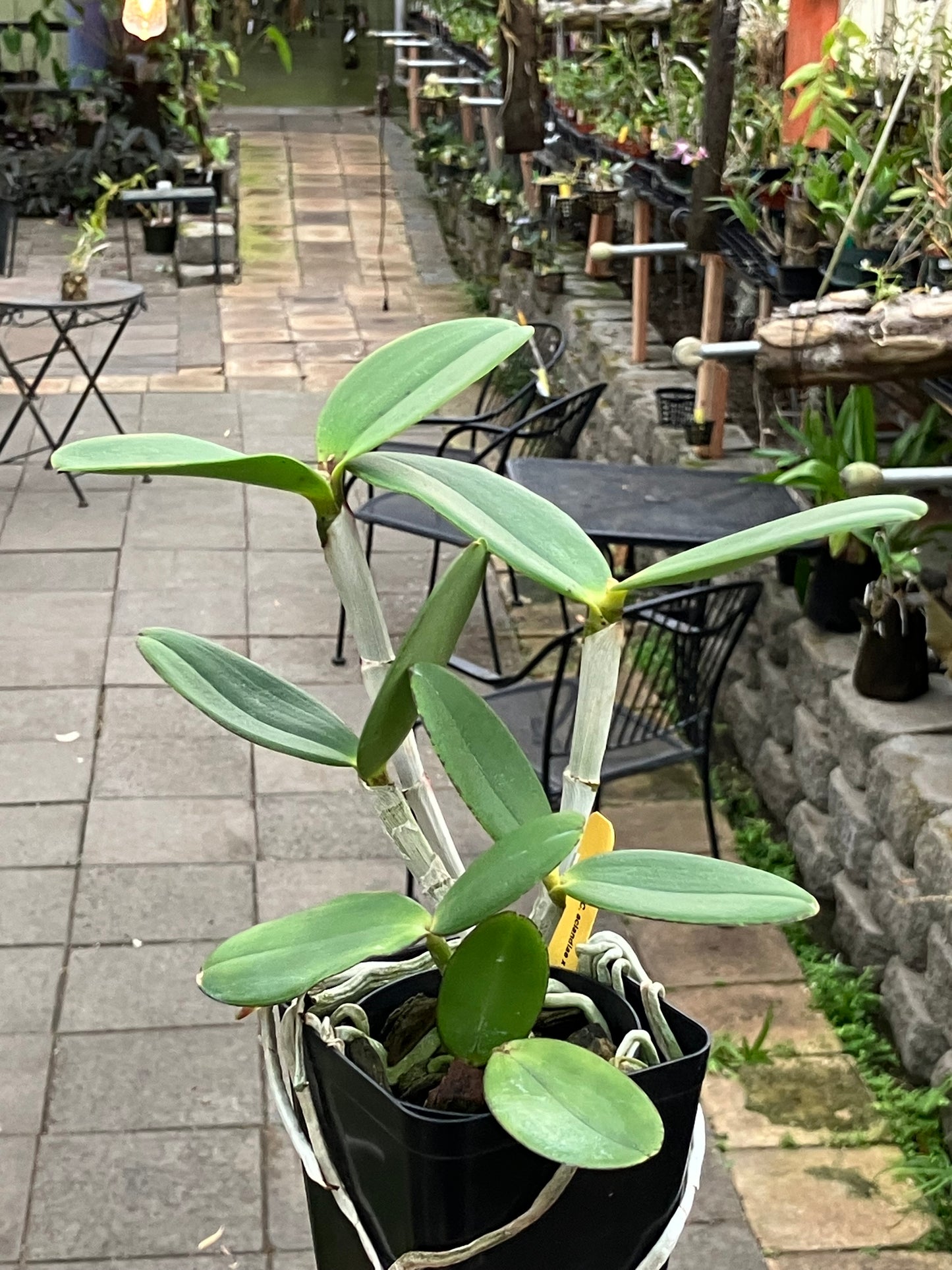 Cattleya Landate (C. Aclandiae x guttata)