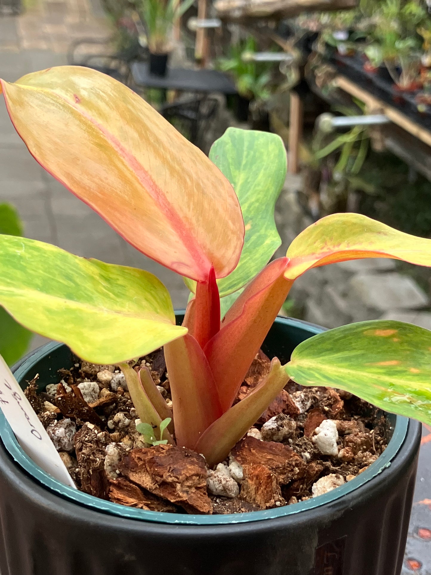 Philodendron 'Orange Marmalade'