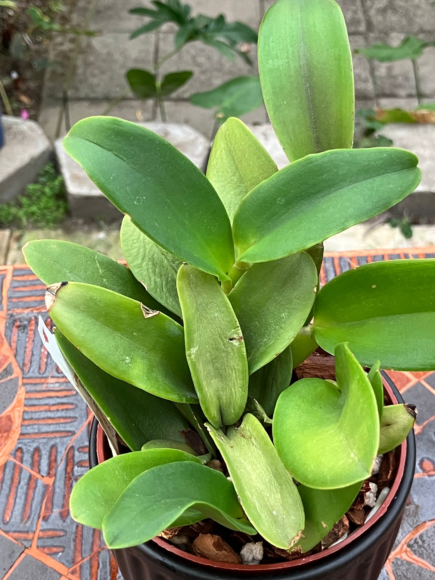 'Christmas Rose' (Cattlianthe Doris and Bryan)