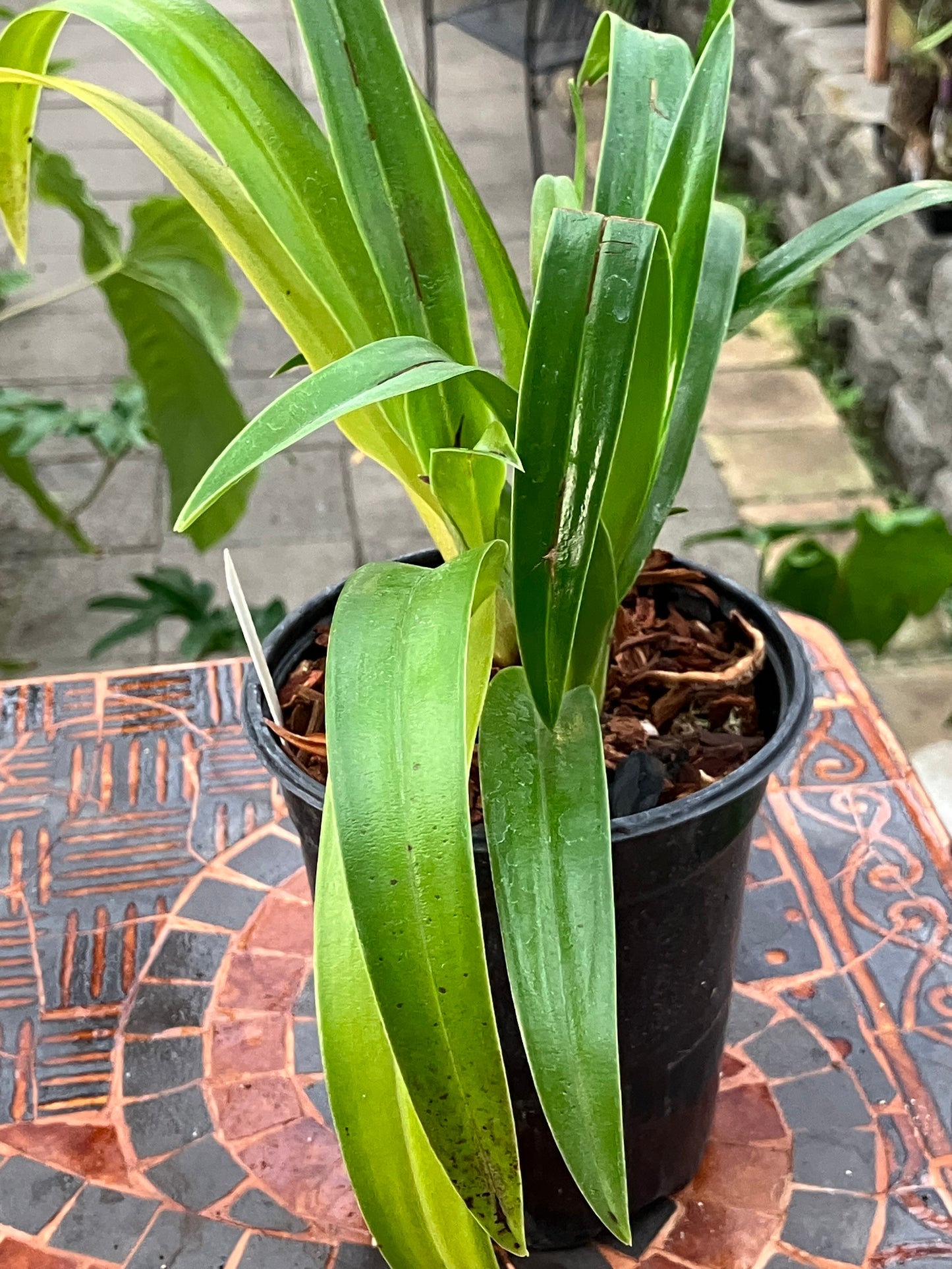 Phragmipedium Hibrido